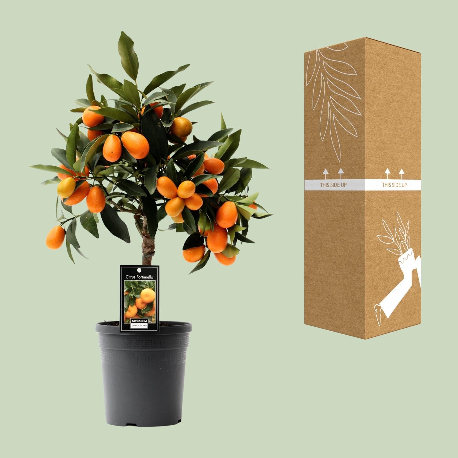 Kumquat aux agrumes-pot de 16 cm, hauteur 45 cm