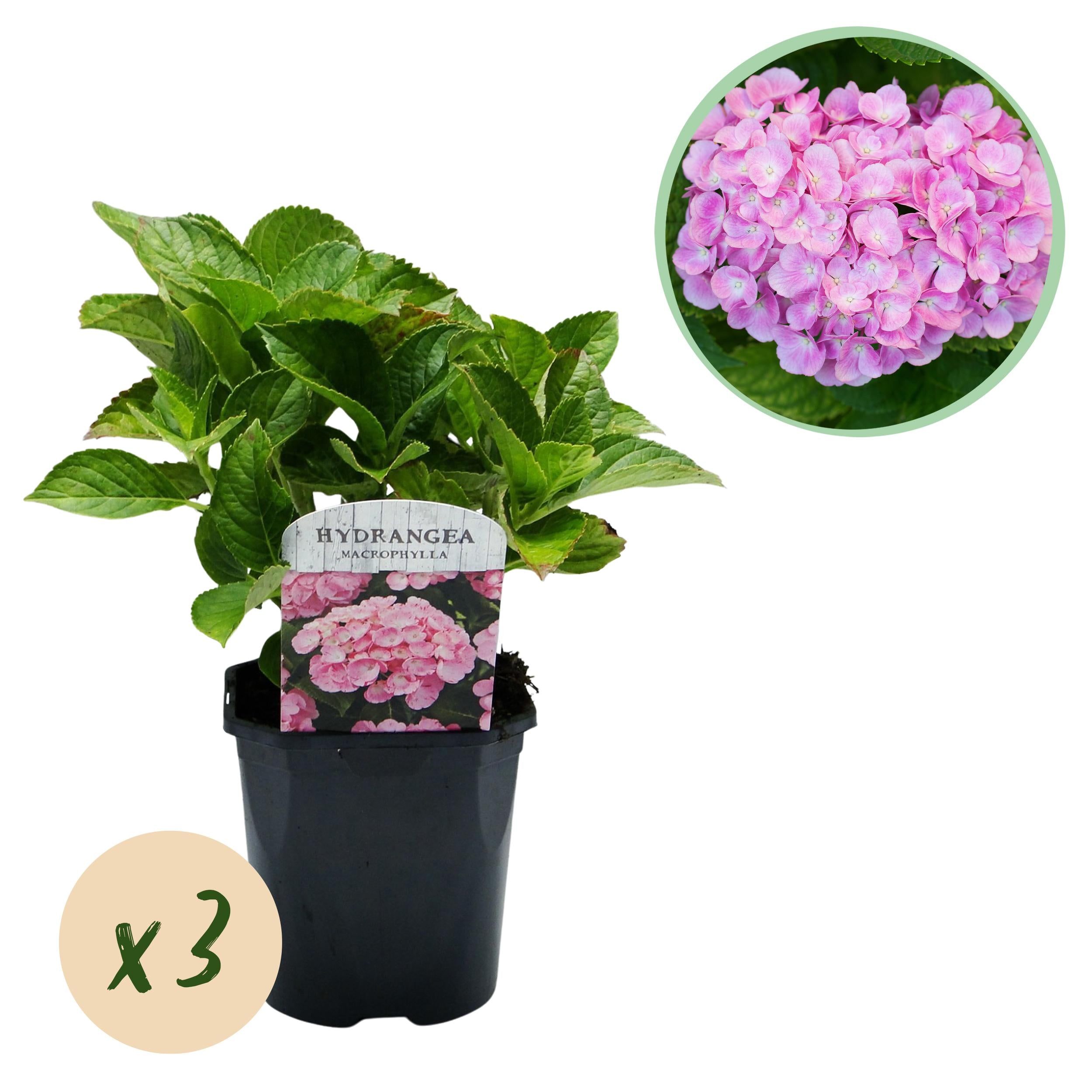 Hydrangea macrophylla – robuste Hortensie in mehreren Farben - 3 Pflanzen, 17 cm Topf, 30 cm Höhe (Kopie)