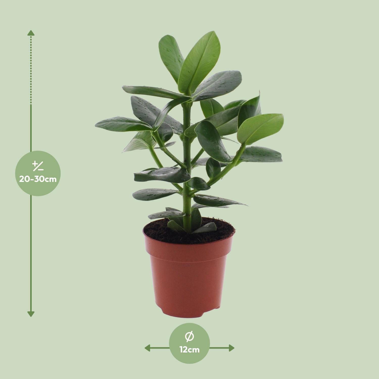 Clusia Rosea ‘Princess’ – Autogrammbaum - 15-60 cm