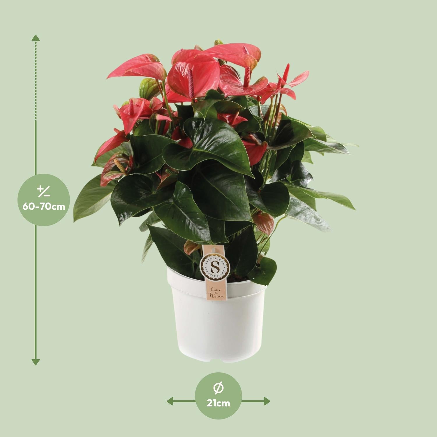 Anthurium – Flamingoblume - verschiedene Farben & Größen - 35-90 cm