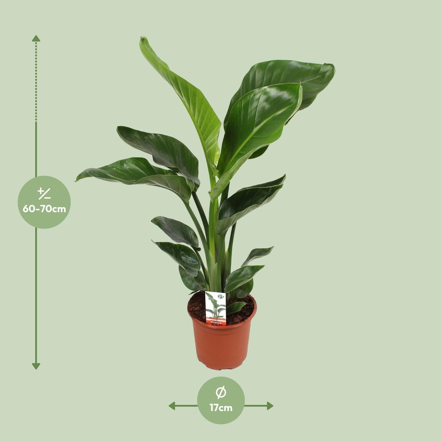 Strelitzia Nicolai–Fleur d'oiseau de paradis blanc-60-170 cm