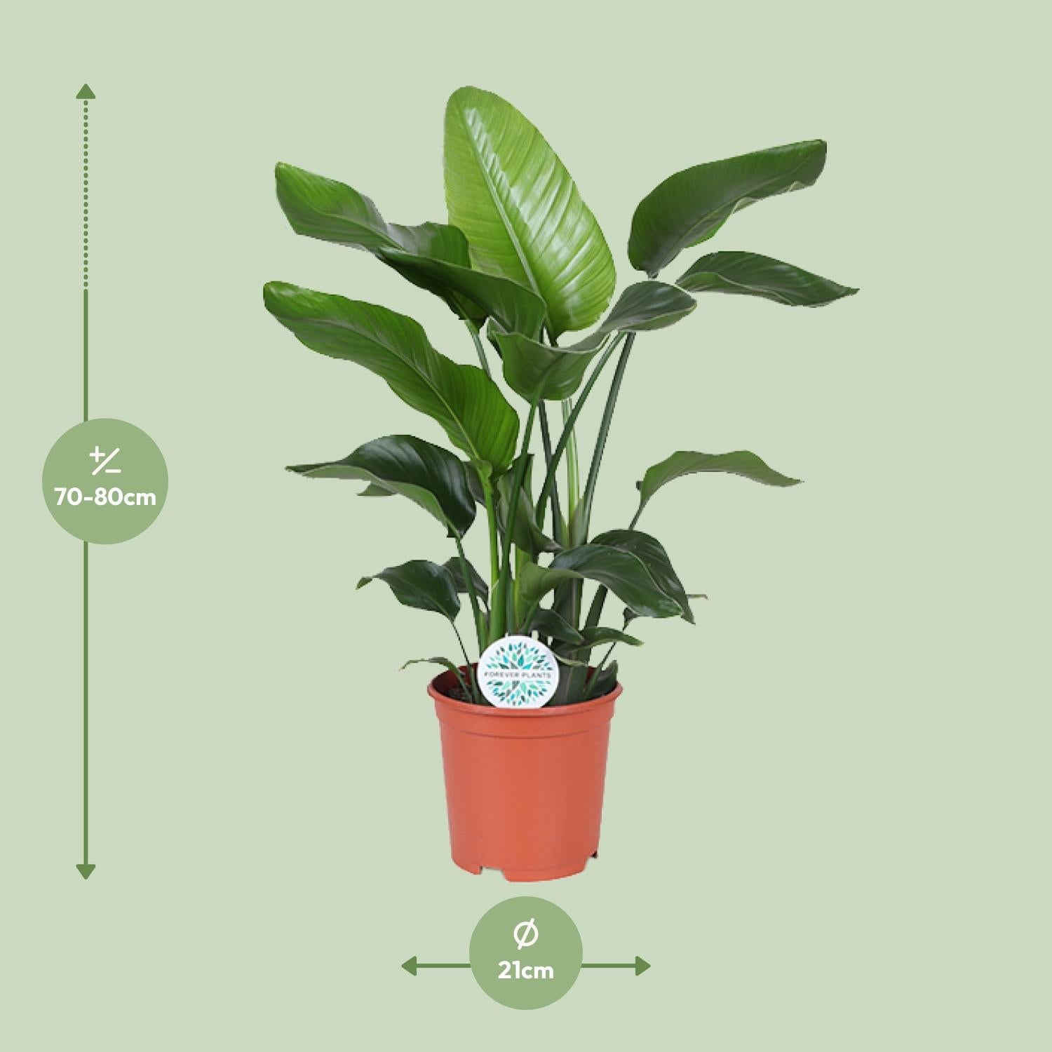 Strelitzia Nicolai–Fleur d'oiseau de paradis blanc-60-170 cm