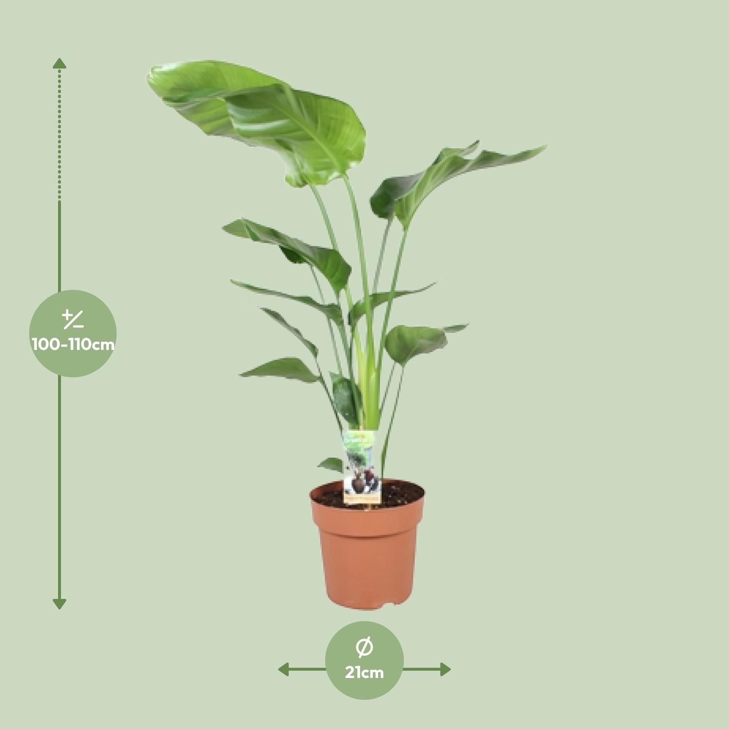 Strelitzia Nicolai–Fleur d'oiseau de paradis blanc-60-170 cm