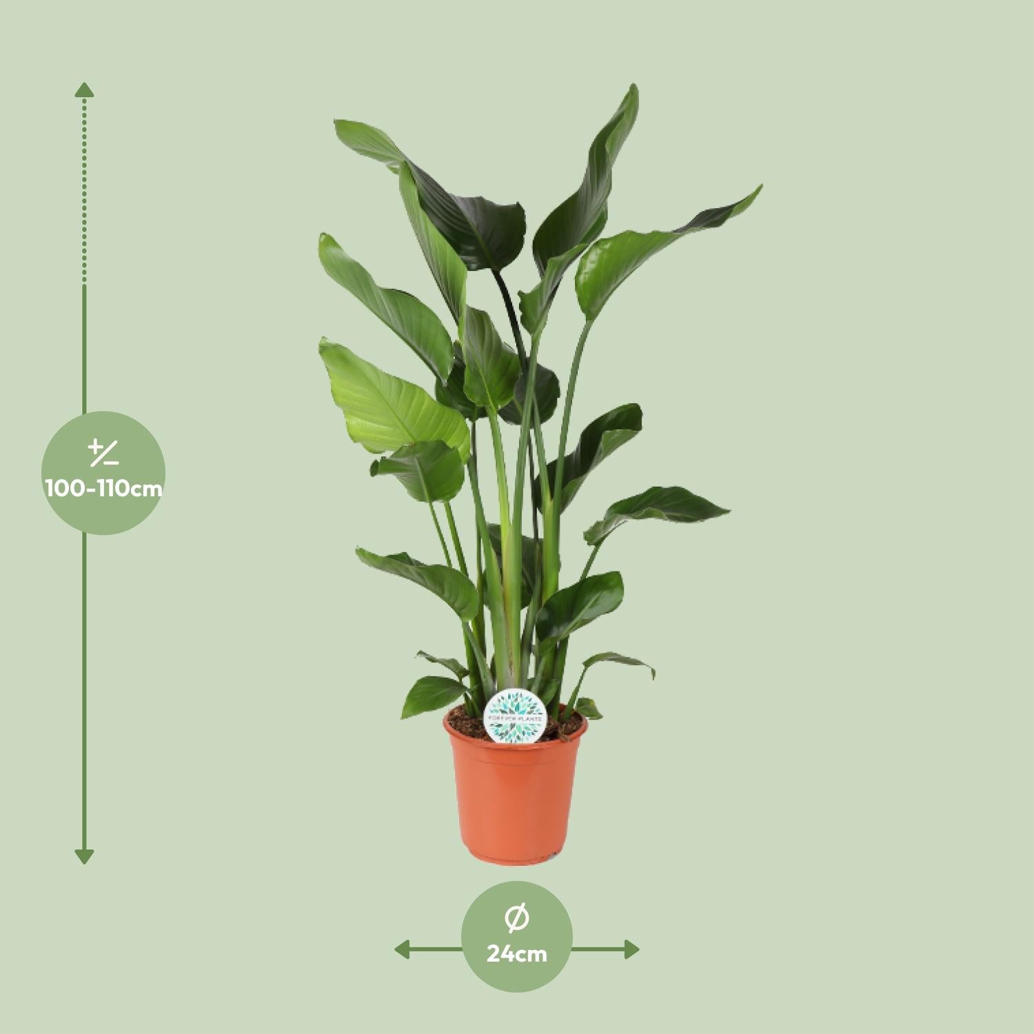 Strelitzia Nicolai–Fleur d'oiseau de paradis blanc-60-170 cm