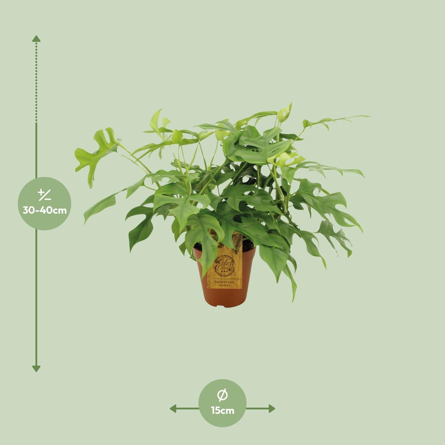 Monstera Minima – Dwarf Swiss Cheese Plant - 25-80 cm