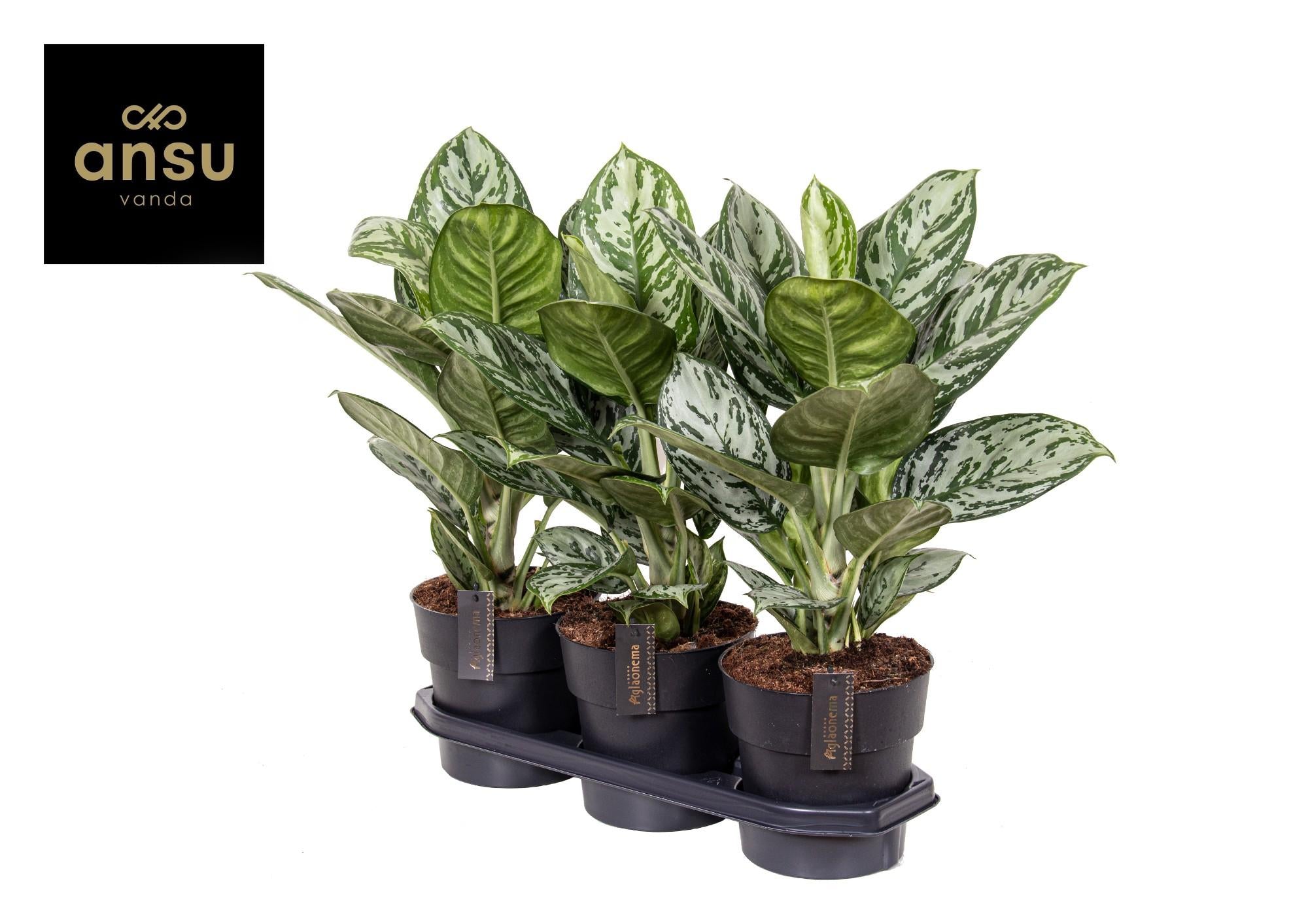 Aglaonema – Pistilo – varios colores – 40-80 cm