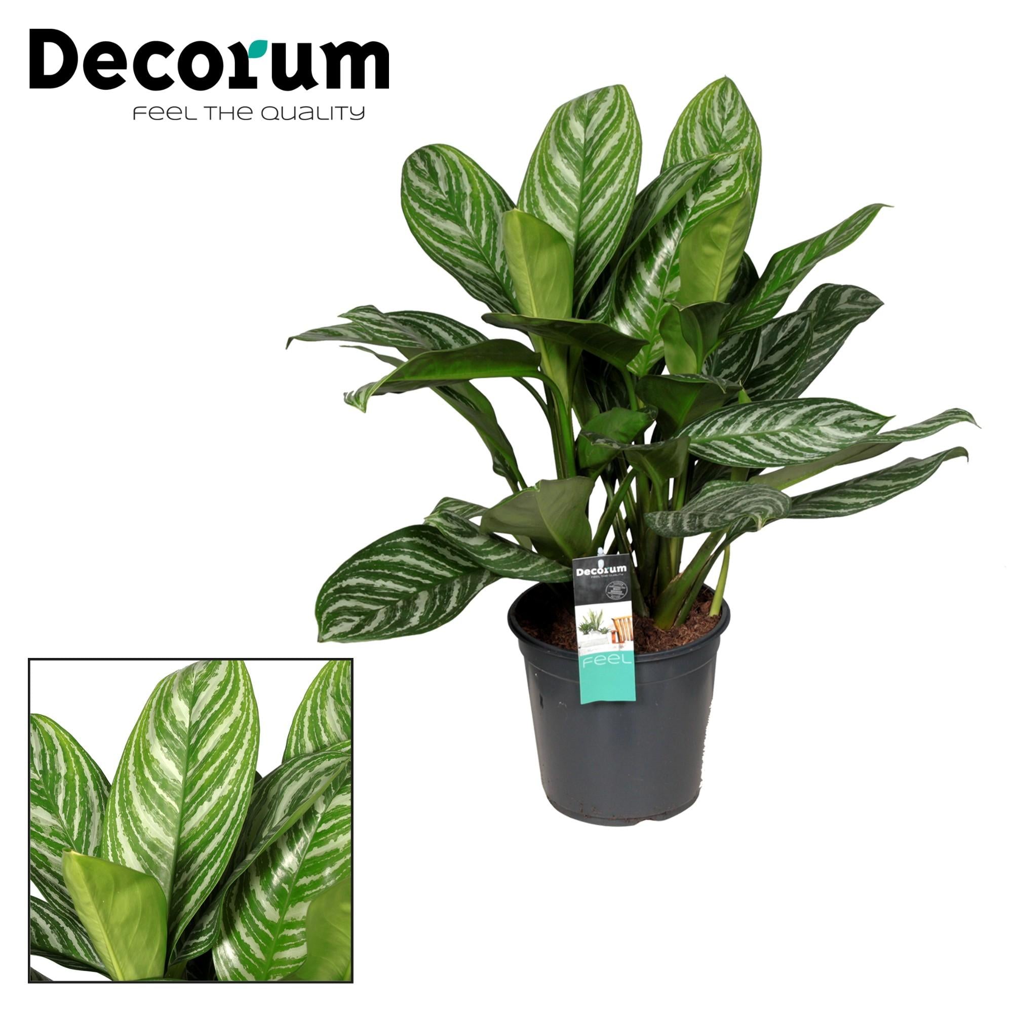 Aglaonema – Pistilo – varios colores – 40-80 cm