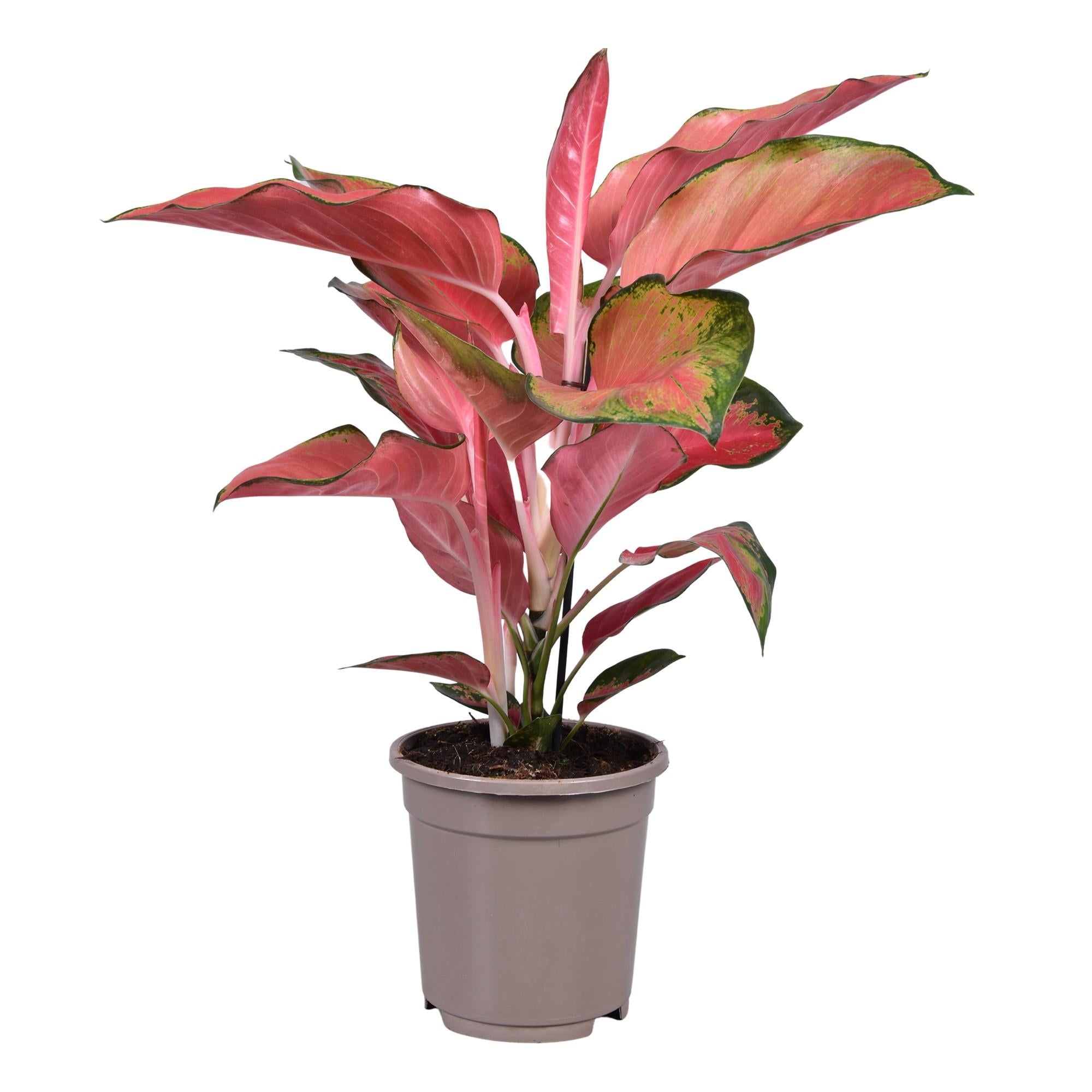 Aglaonema – Pistilo – varios colores – 40-80 cm