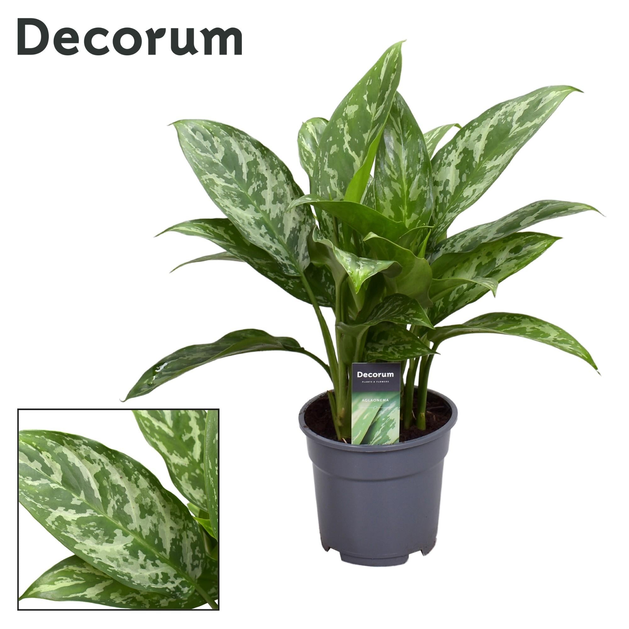 Aglaonema – Pistilo – varios colores – 40-80 cm