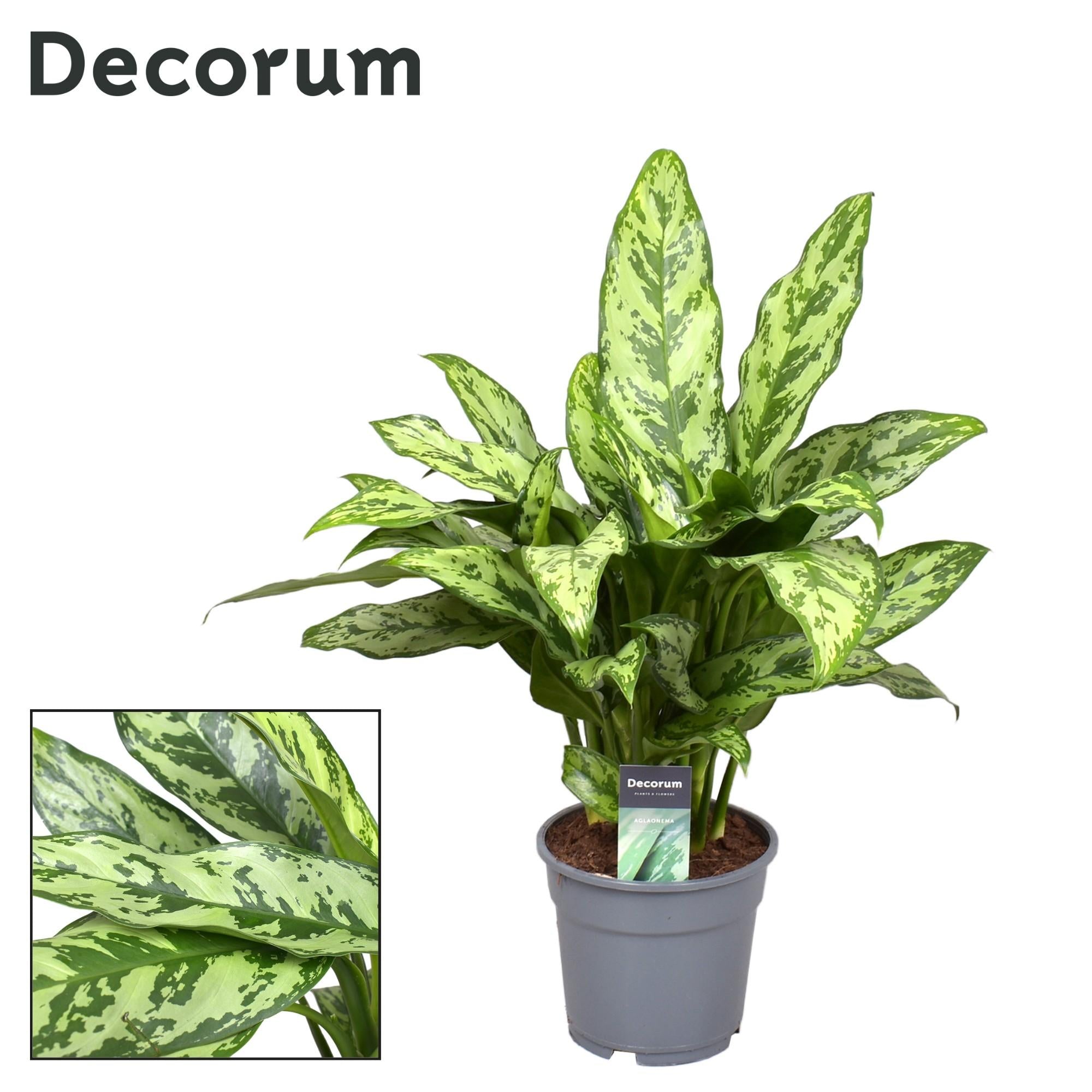 Aglaonema – Pistilo – varios colores – 40-80 cm