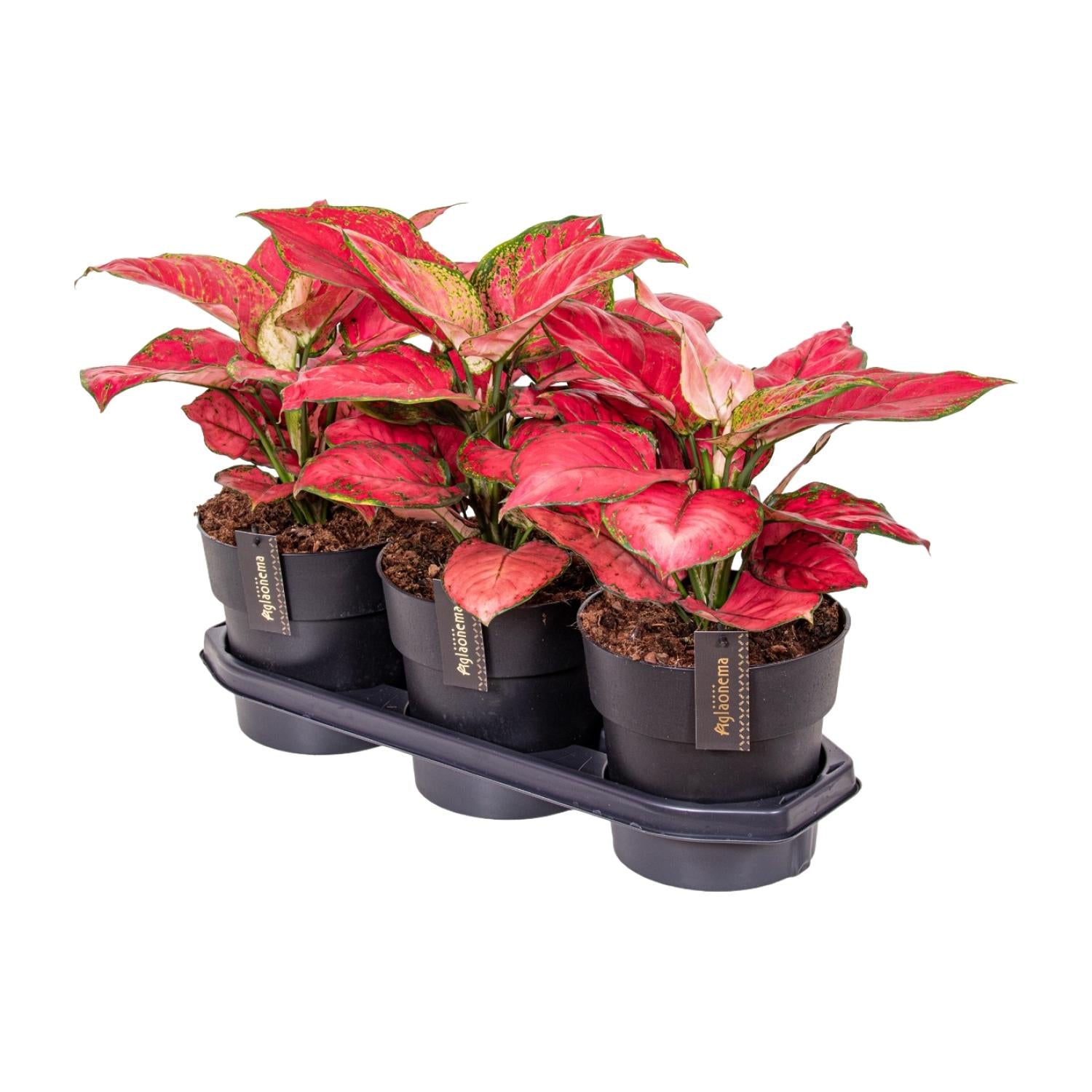 Aglaonema – Pistilo – varios colores – 40-80 cm