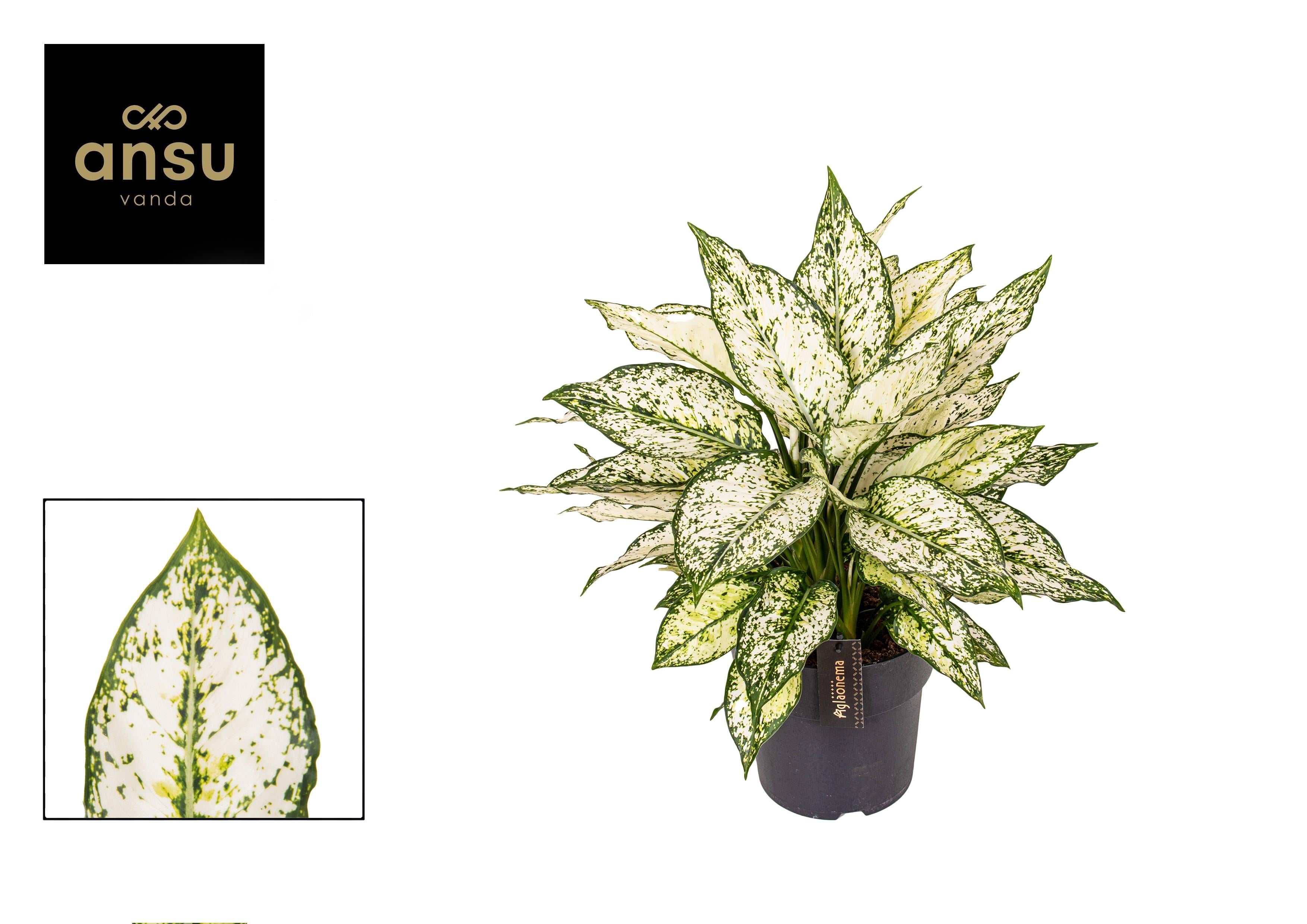 Aglaonema – Pistilo – varios colores – 40-80 cm
