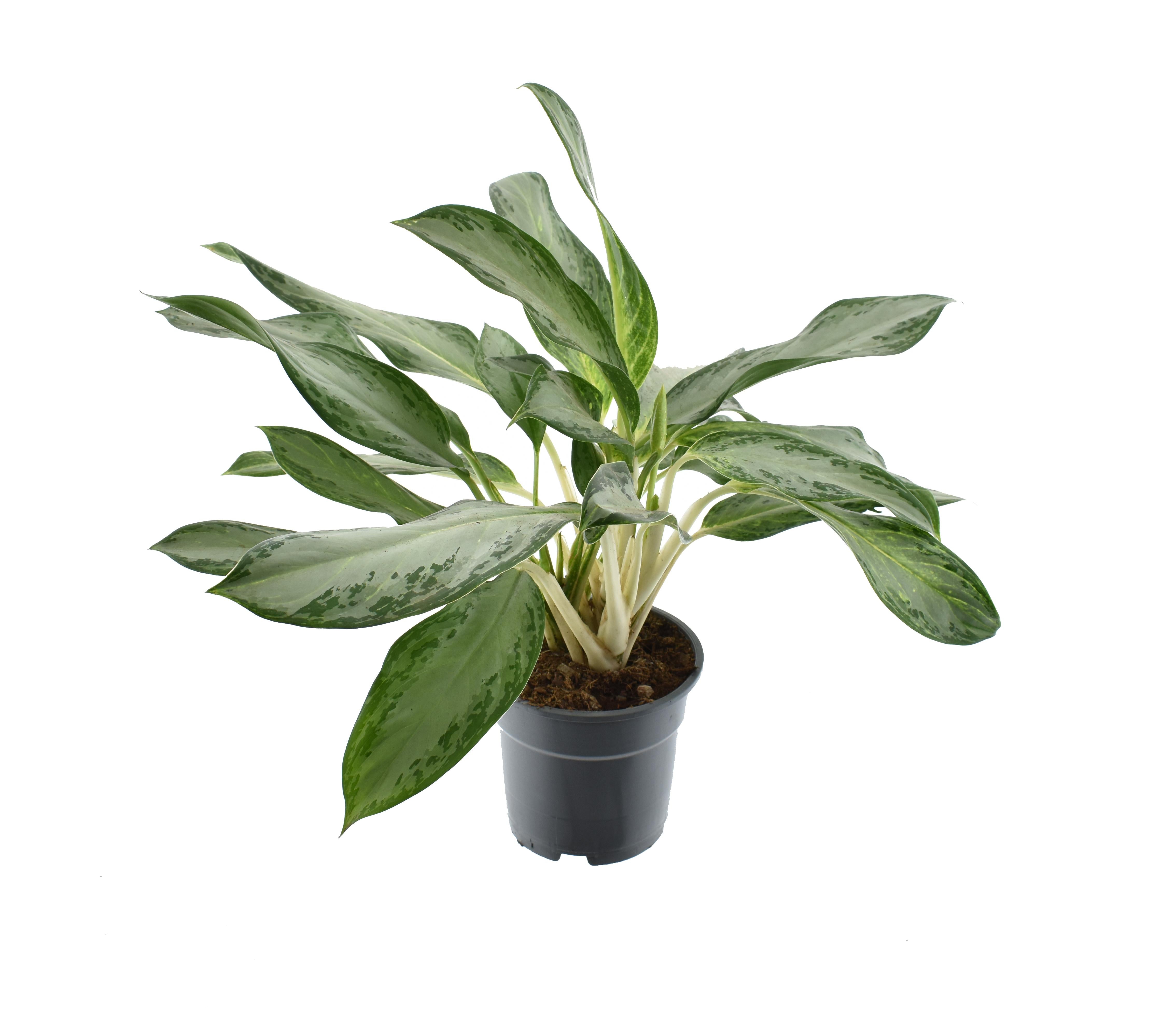 Aglaonema – Pistilo – varios colores – 40-80 cm