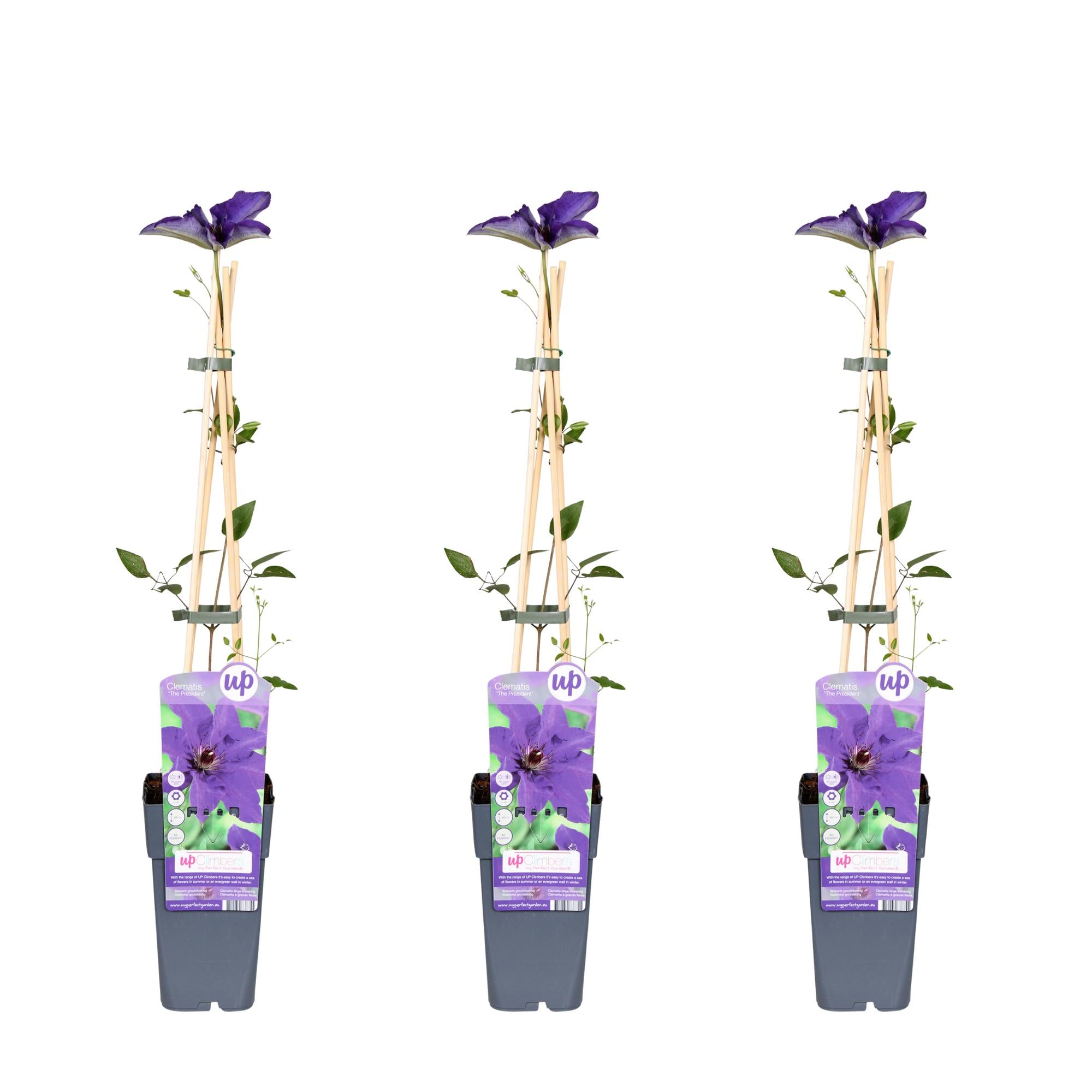 Clematis ‘The President’ – robuste, lila blühende Clematis, 15 cm Topf, 65 cm hoch