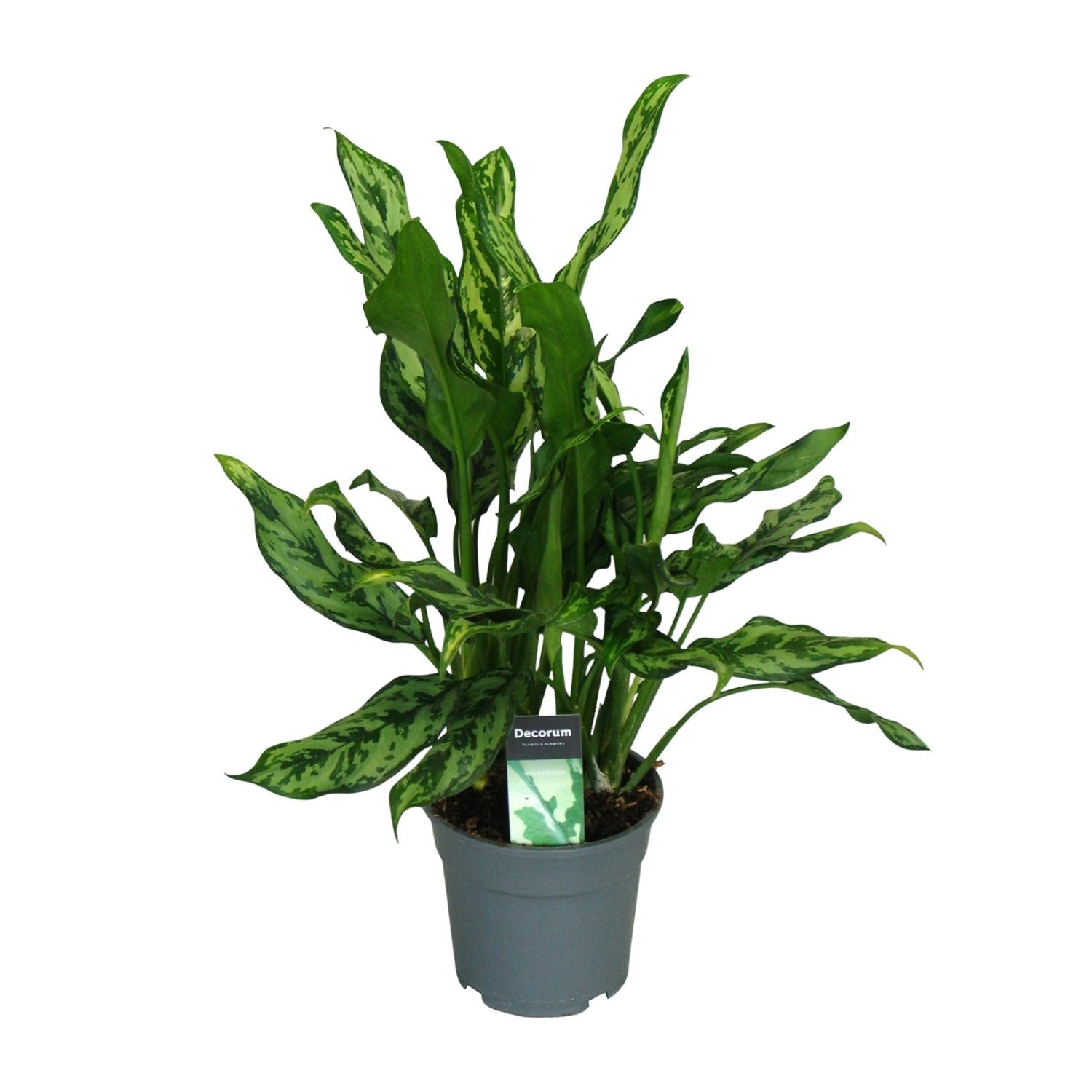 Aglaonema – Pistilo – varios colores – 40-80 cm