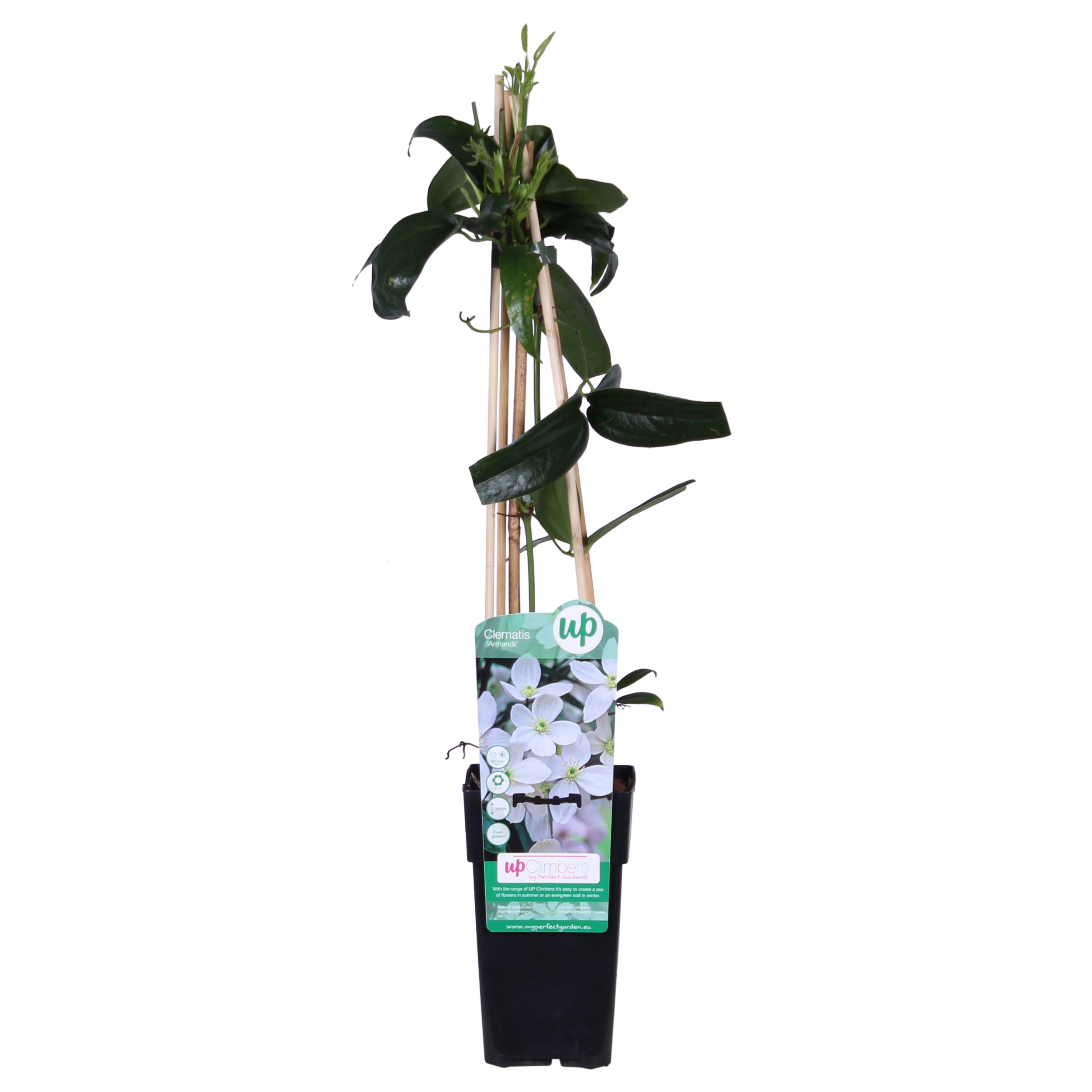 Clematis armandii – evergreen white climbing plant, 15 cm pot, 65 cm height