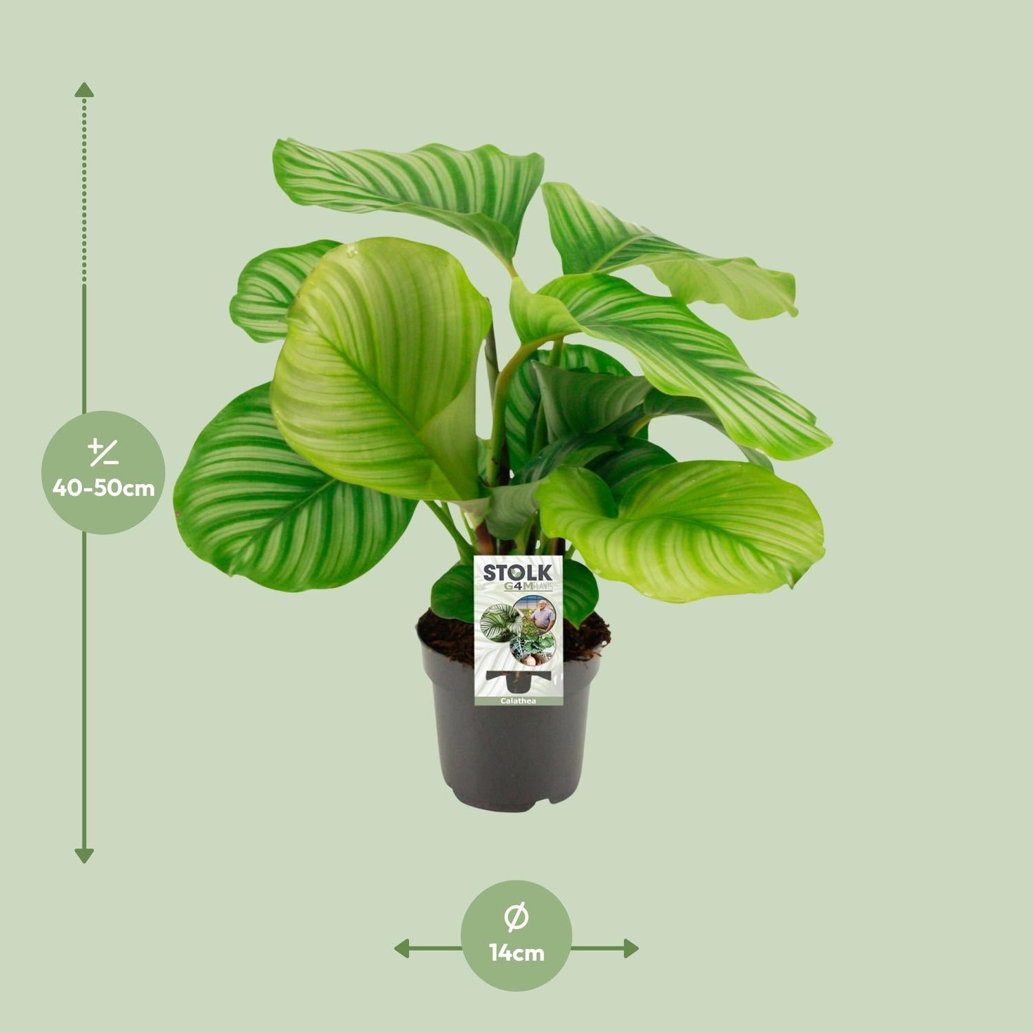 Calathea Orbifolia – Round-leaved Prayer Plant - 25-65cm