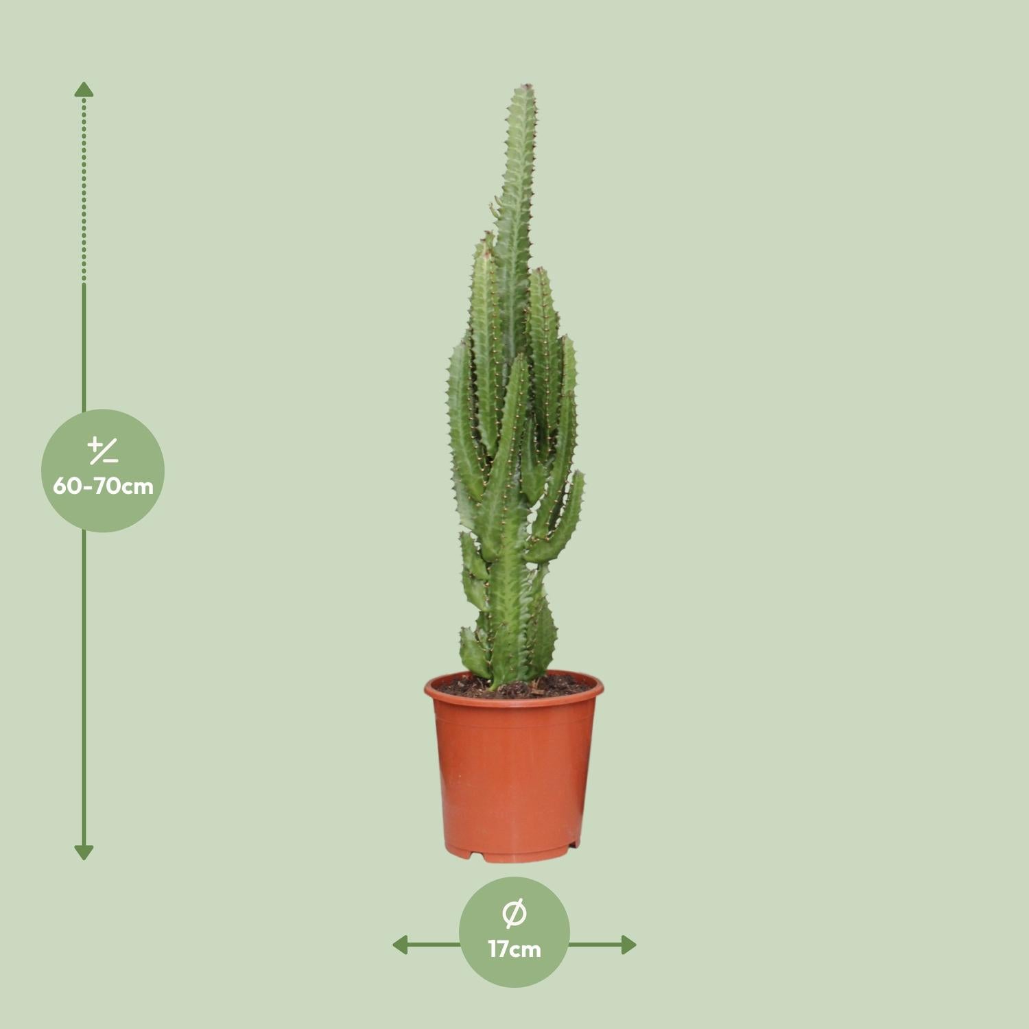 Euphorbia trigona – African milk tree - 40-70 cm