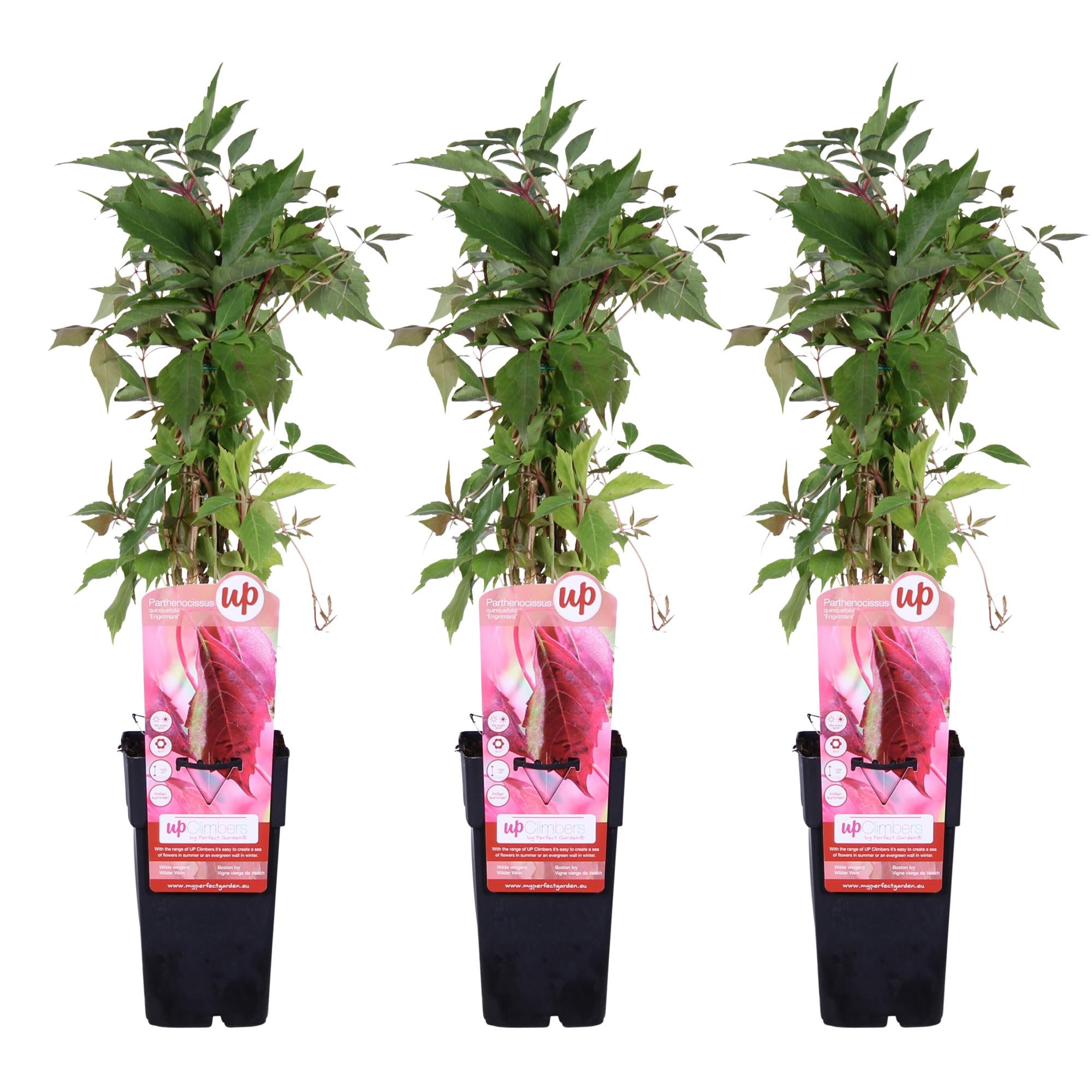 Wilder Wein ‘Engelmannii’ – schnellwachsende Kletterpflanze, 15 cm Topf, 65 cm