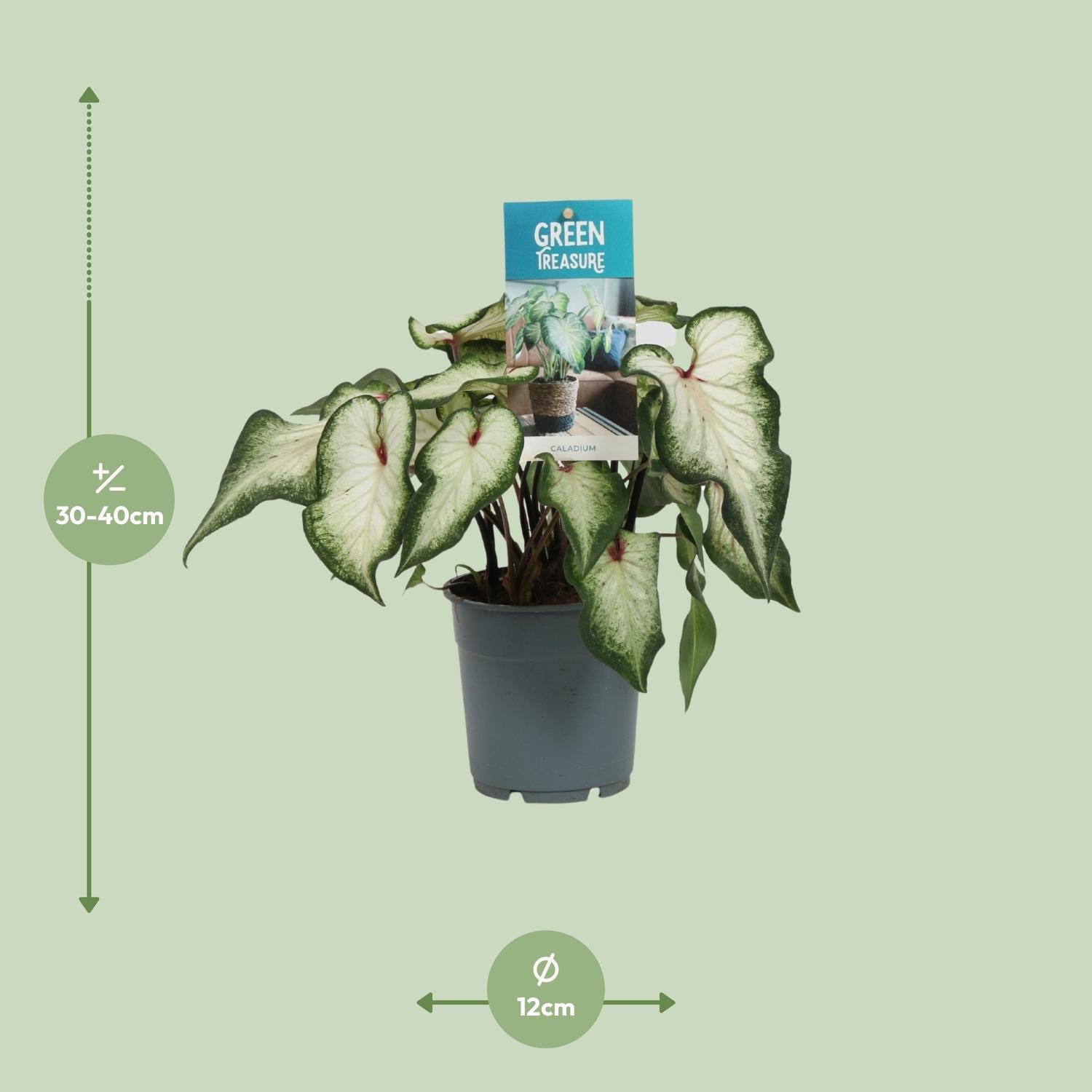 Caladium–Ailes d'ange–12 cm–couleurs variées