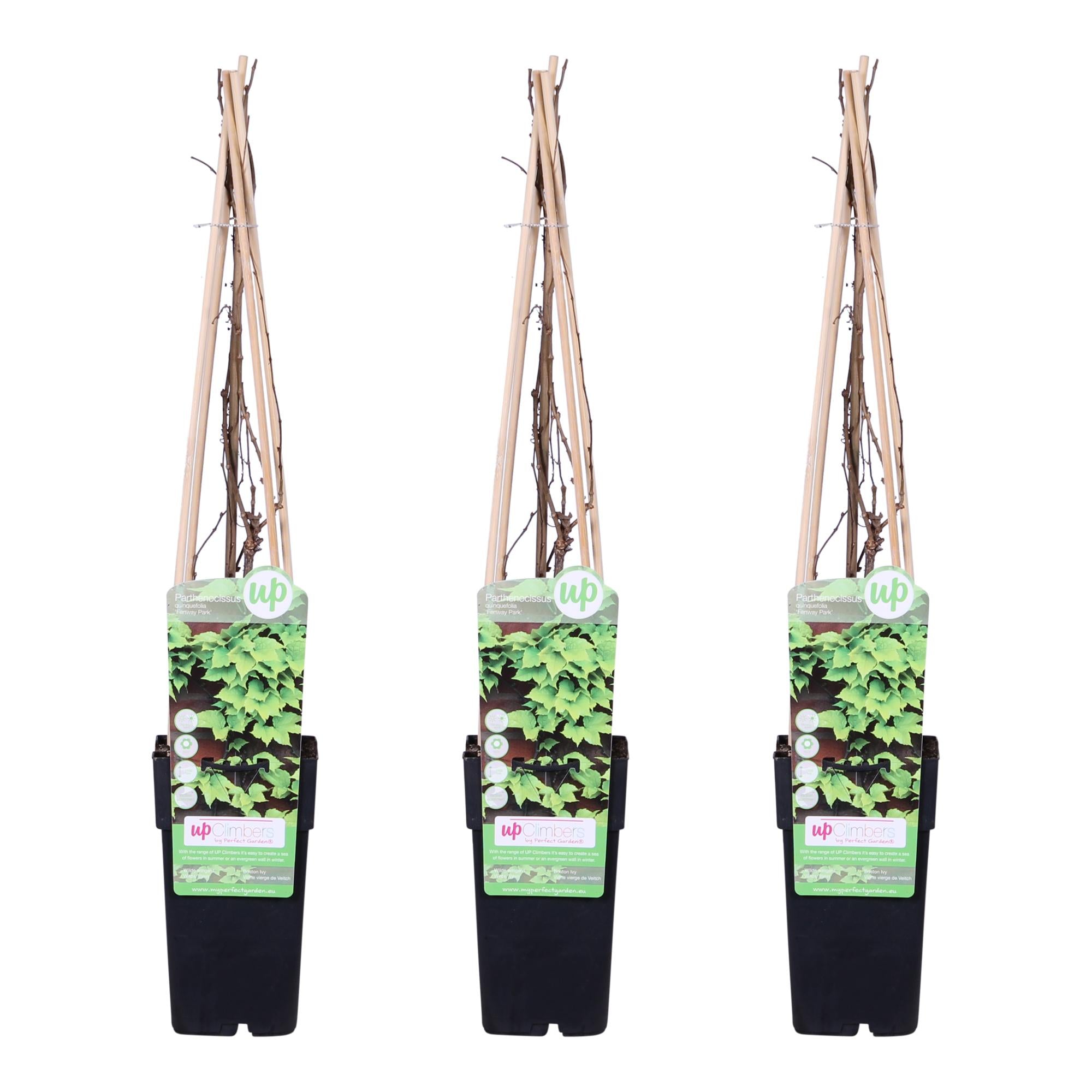 Vigne vierge'Veitch Boskoop'–plante grimpante robuste, pot de 15 cm, 65 cm de hauteur