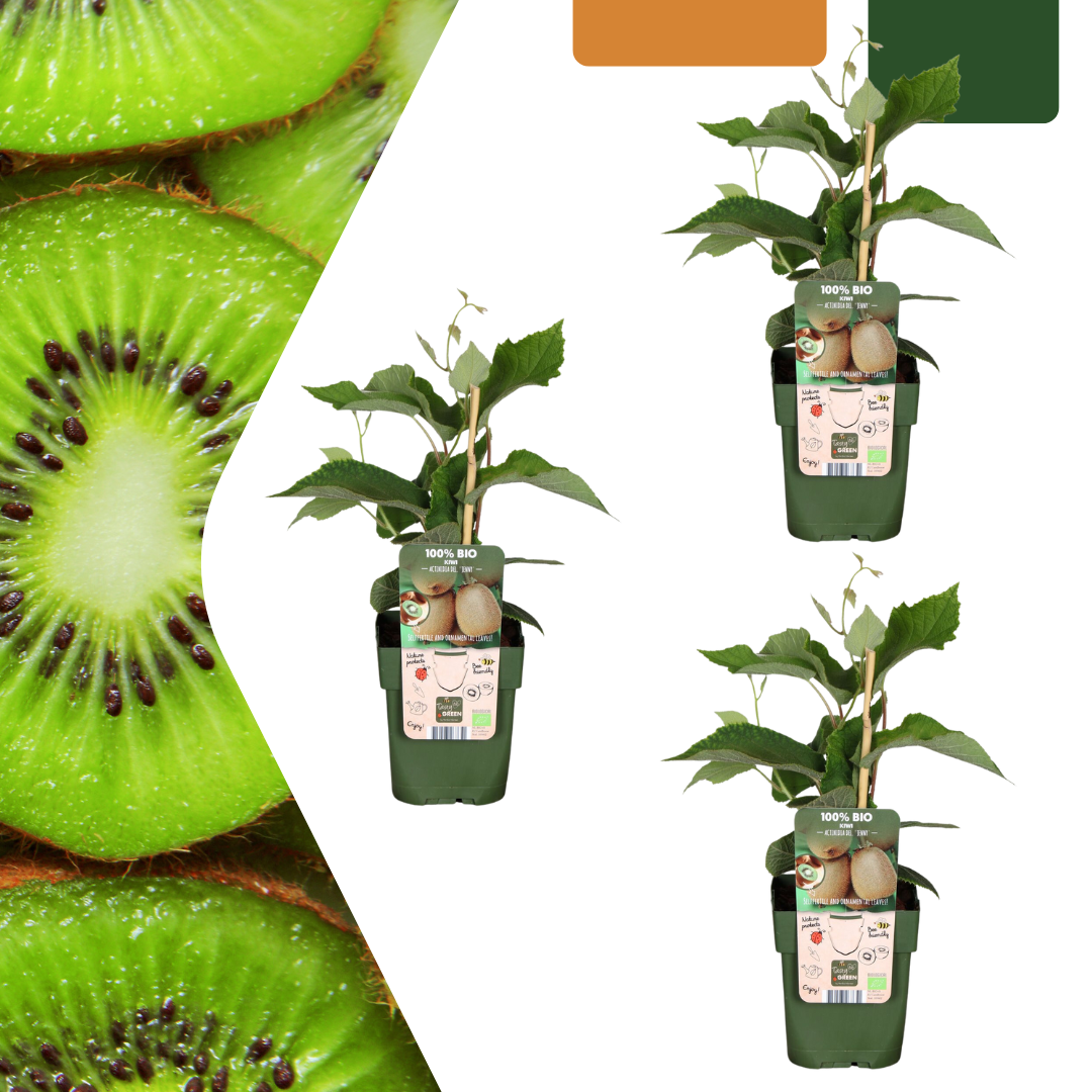 Organic kiwi – young plant in a 13 cm pot, approx. 20 cm tall