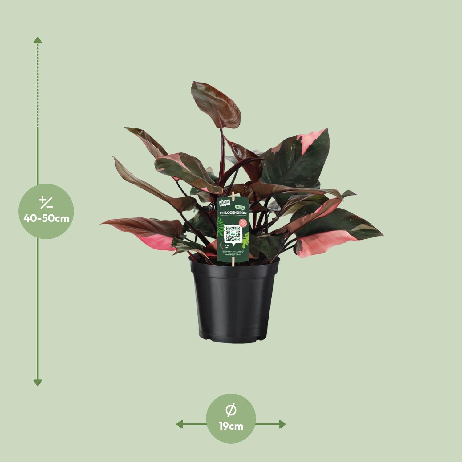 Filodendro Princesa Rosa – Rosa Philodendron - 35-50 cm