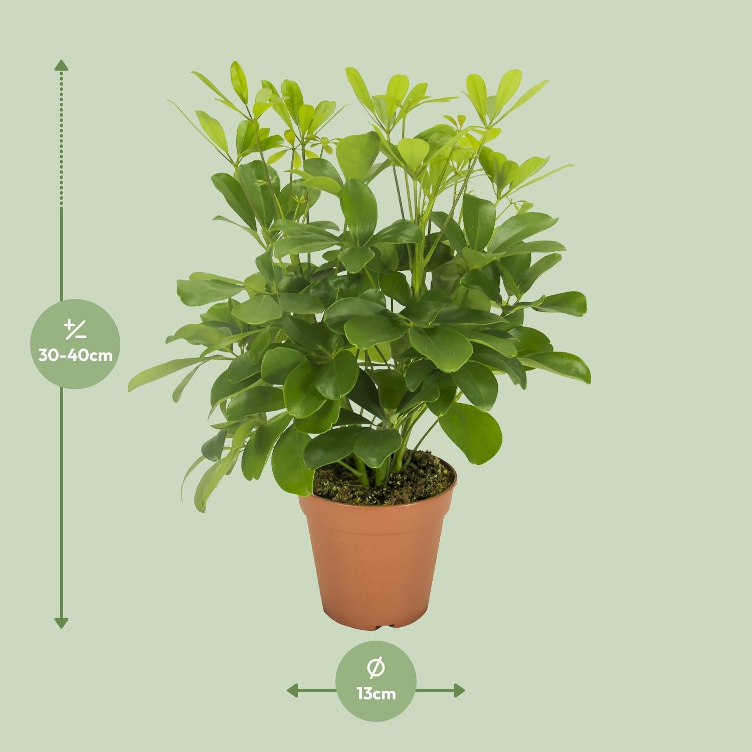 Schefflera Nora–Arbre Parasol-35-45 cm