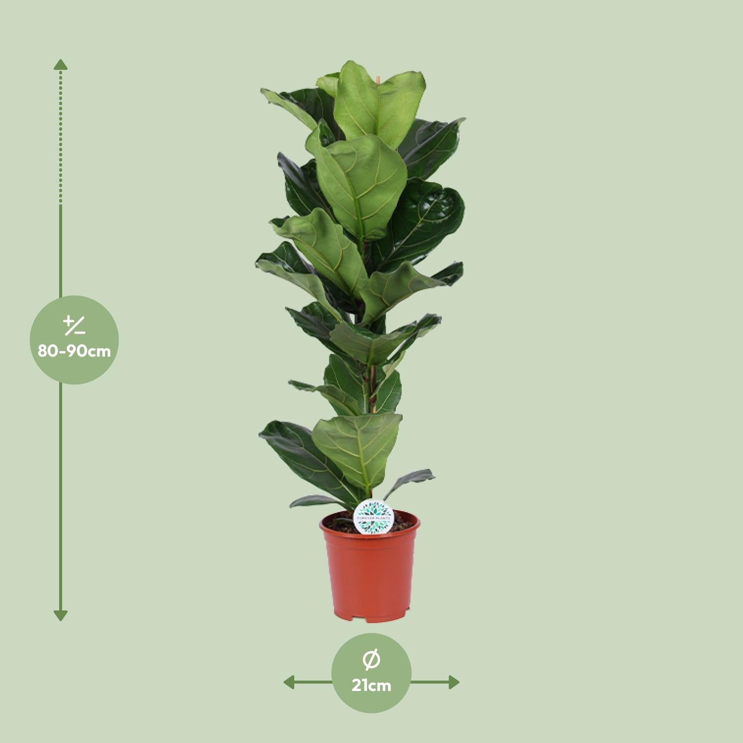 Ficus Lyrata – Fiddle-leaf Fig – 30-130 cm