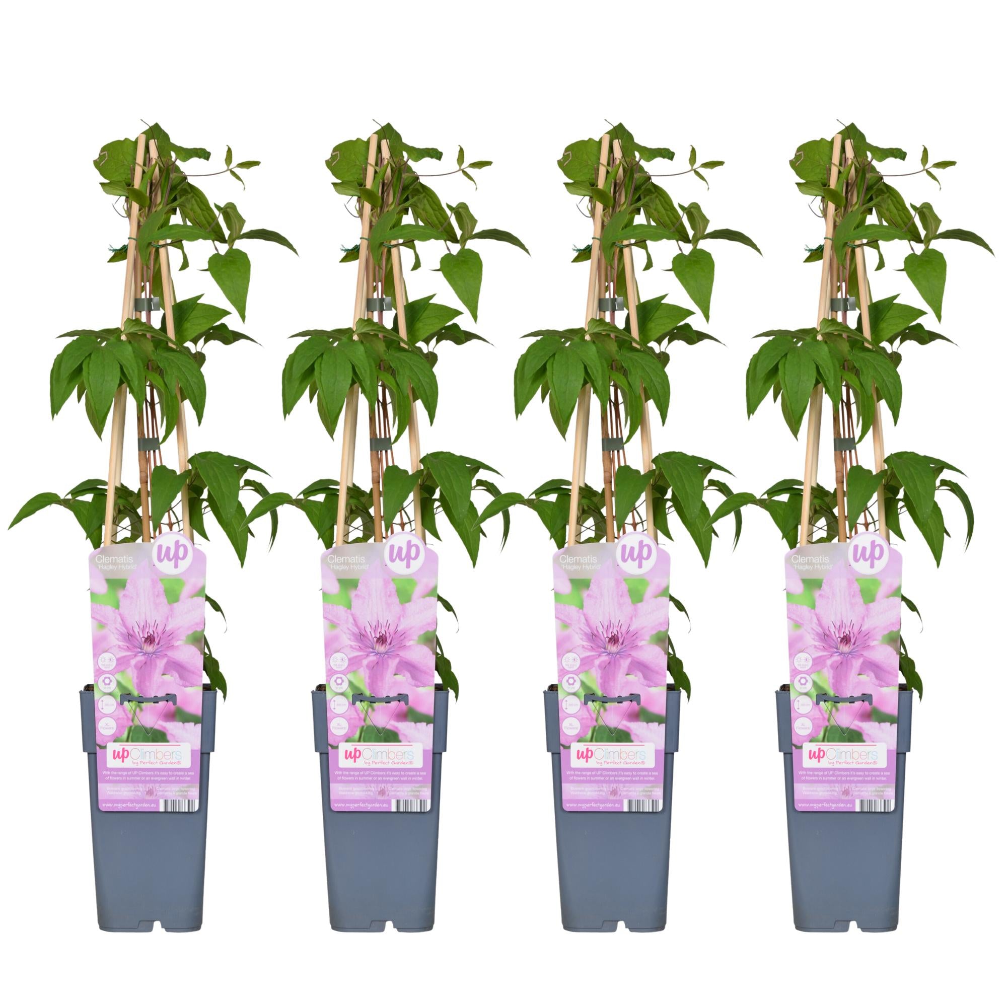 Clematis 'Hagley Hybrid' – large-flowered clematis in pink, 15 cm pot, 65 cm tall