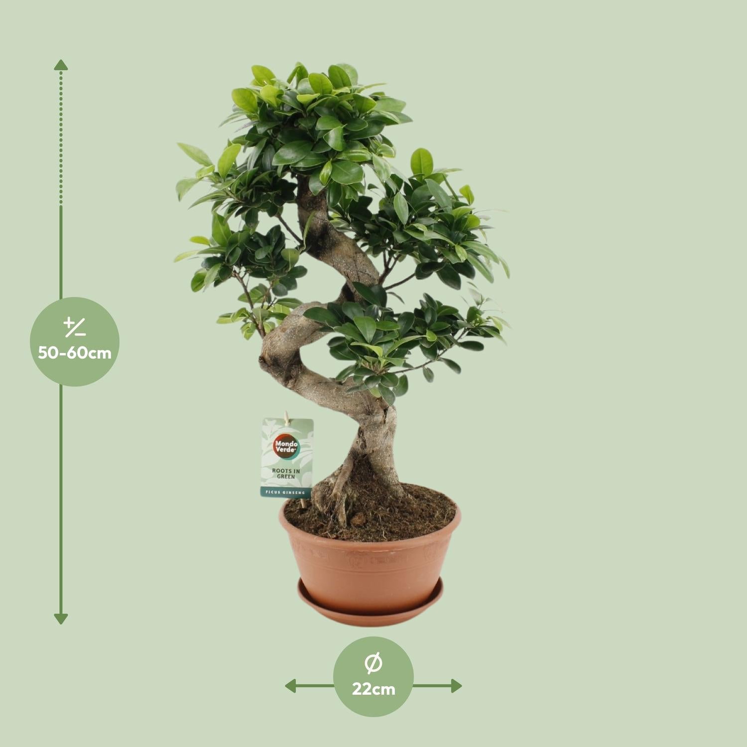 Ficus Ginseng – Bonsai-Feige, 40–70 cm