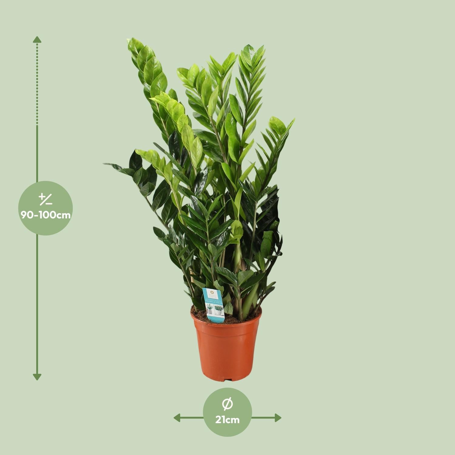 Zamioculcas Zamiifolia - Glücksfeder - 40-95 cm