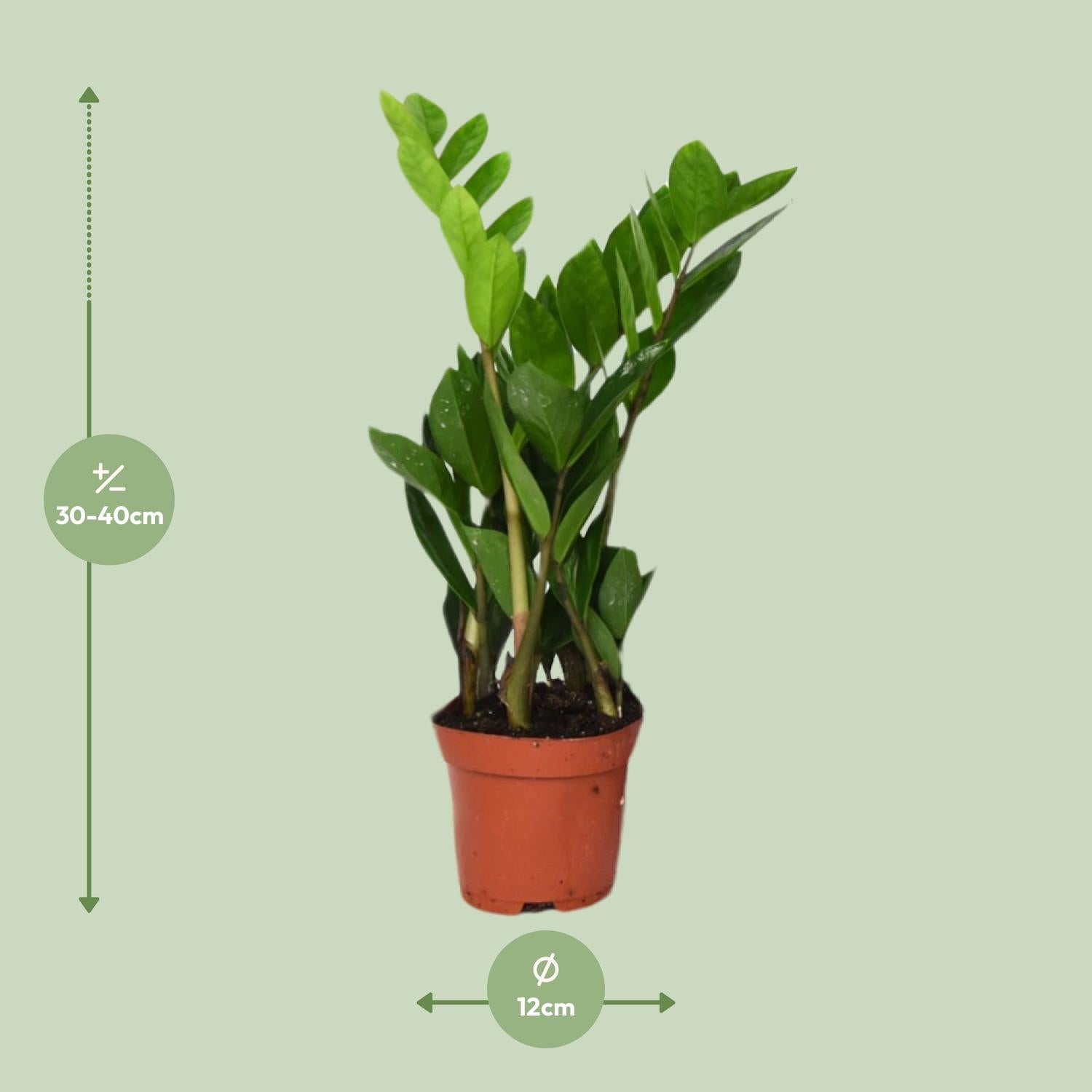 Zamioculcas Zamiifolia - Glücksfeder - 40-95 cm