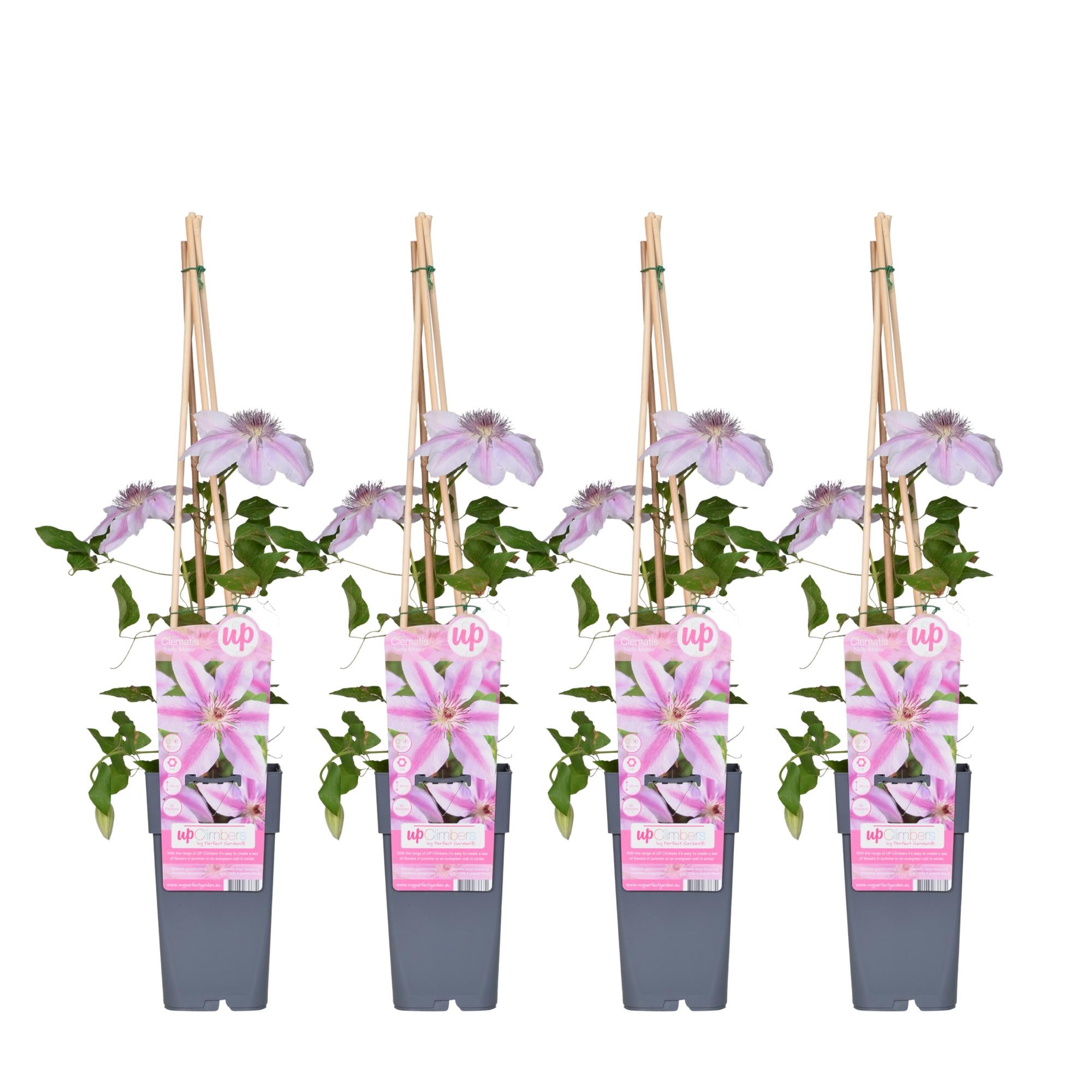 Clématite'Nelly Moser'–plante grimpante rose clair, pot de 15 cm, 65 cm de hauteur