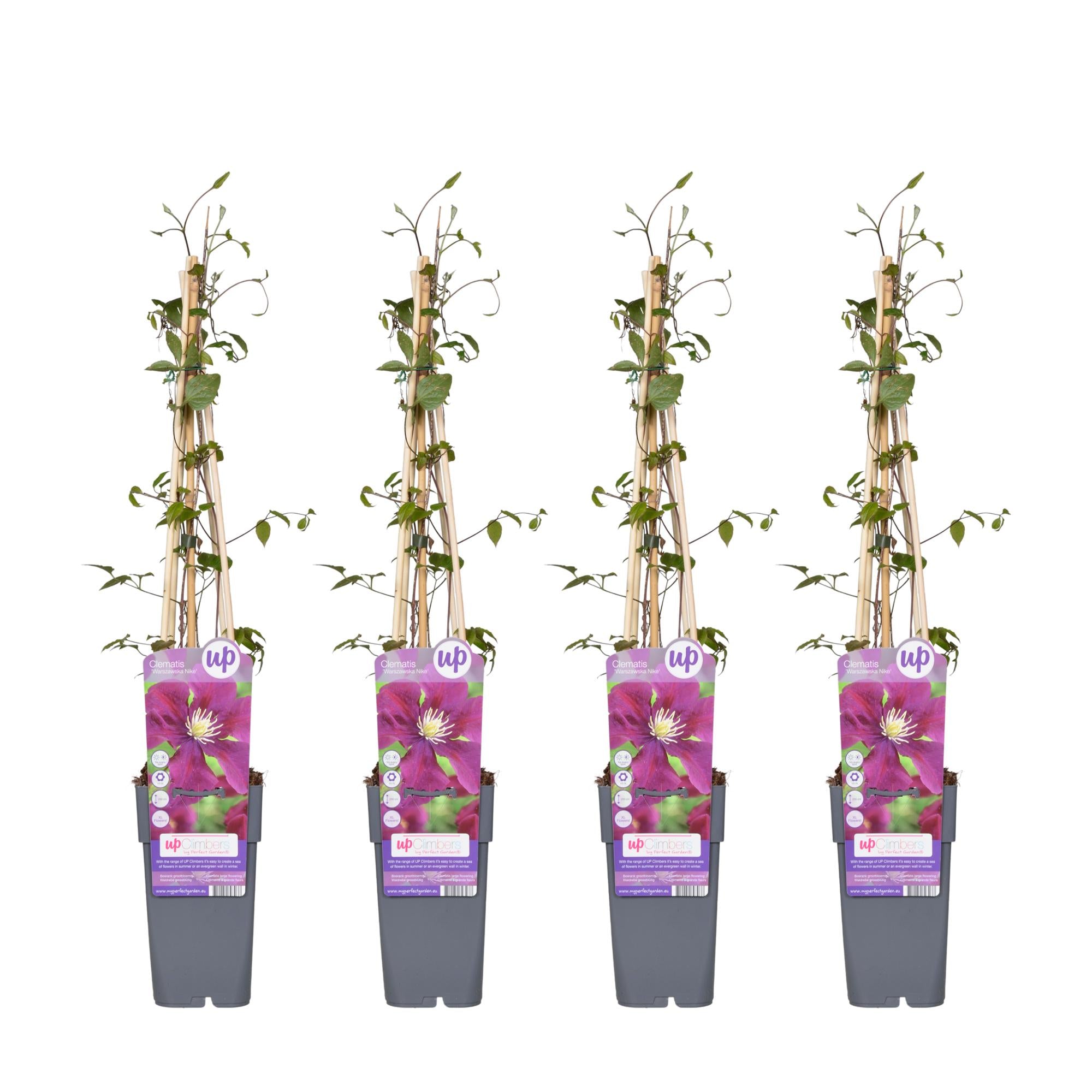 Clematis ‘Warszawska Nike’ – tiefviolette Blüten, 15 cm Topf, 65 cm Höhe