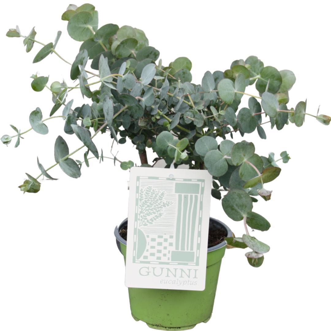 Eucalyptus Gunnii – popular fragrant plant – 35–60 cm