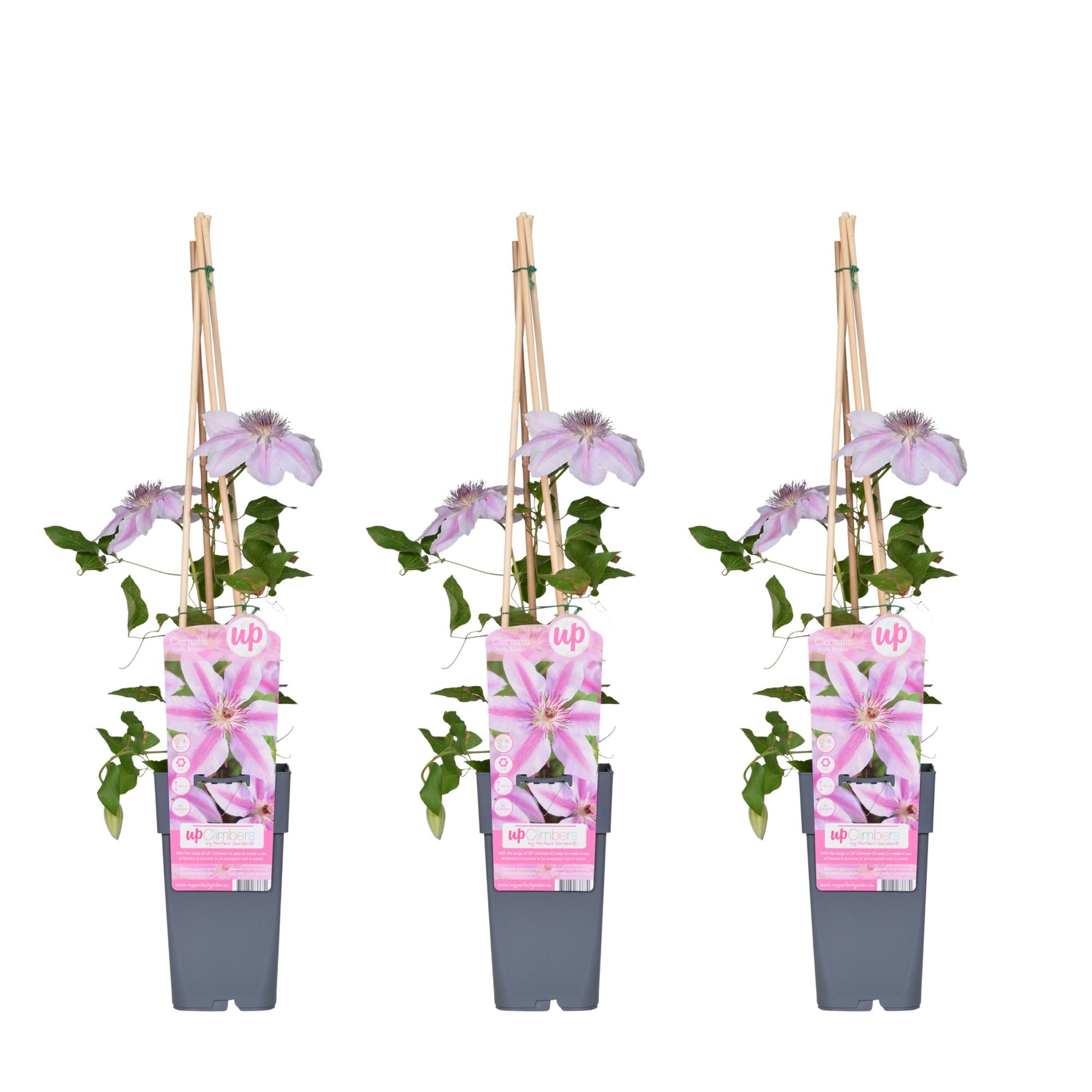 Clématite'Nelly Moser'–plante grimpante rose clair, pot de 15 cm, 65 cm de hauteur