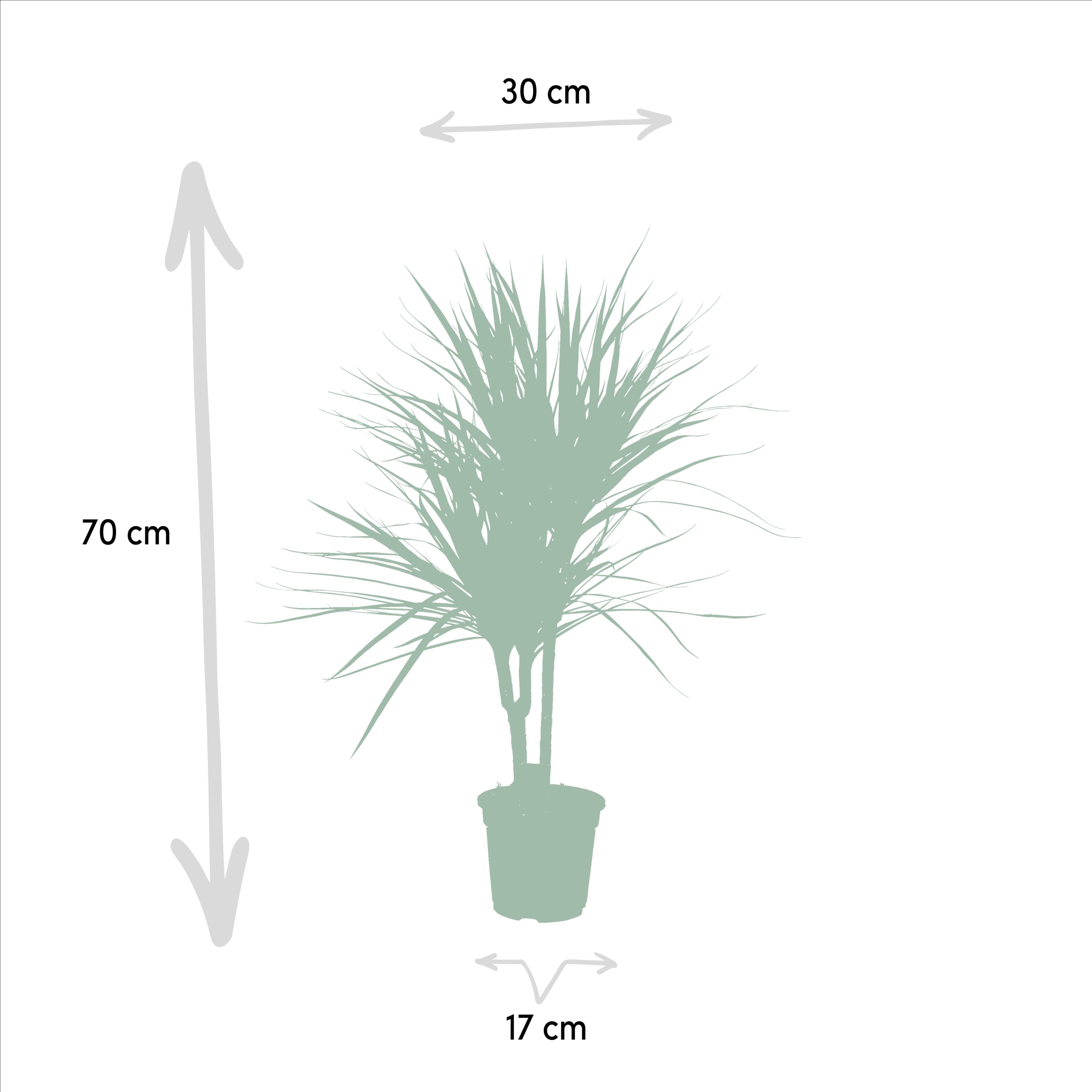 Drachenbaum (Dracaena marginata) – 55–130 cm
