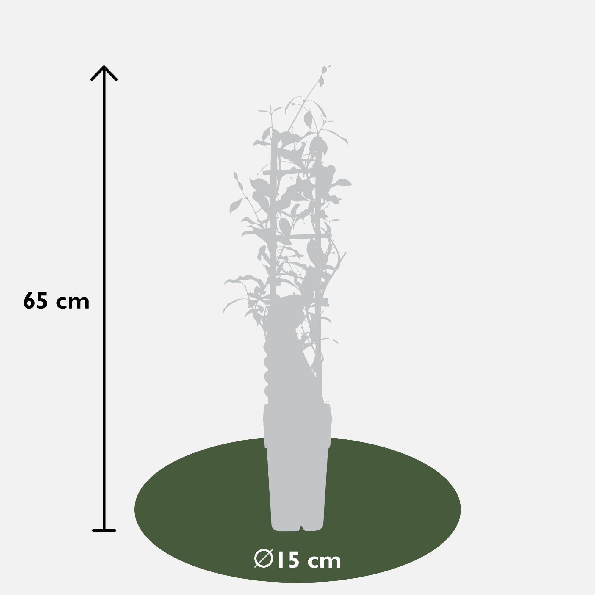 Toskanischer Jasmin ‘Star of Ibiza’ – rosa Blüten, immergrün, 15 cm Topf, 65 cm hoch - Green Guardia - Ihr Experte für Schädlinge und Pflanzen