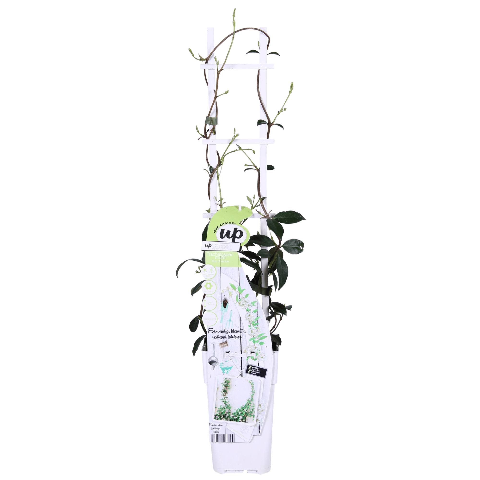 Trachelospermum ‘Star of Venice’ – immergrüner Jasmin, weiße Blüten, 15 cm Topf, 65 cm hoch - Green Guardia - Ihr Experte für Schädlinge und Pflanzen