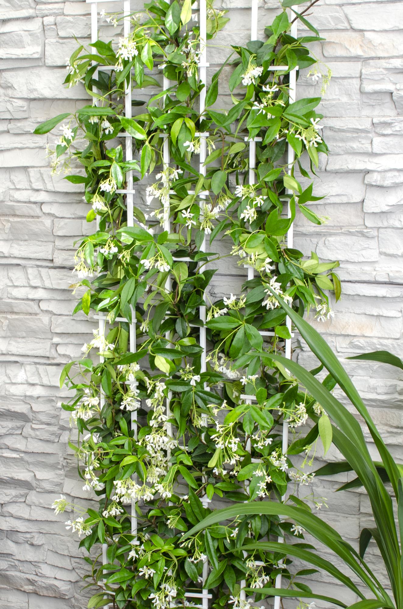 Trachelospermum ‘Star of Venice’ – immergrüner Jasmin, weiße Blüten, 15 cm Topf, 65 cm hoch - Green Guardia - Ihr Experte für Schädlinge und Pflanzen