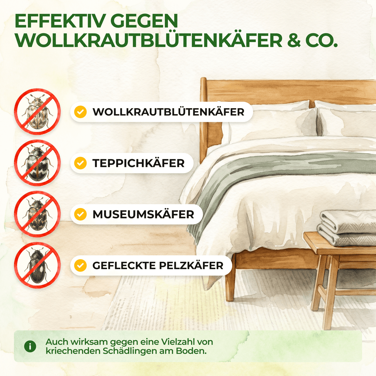 Wollkrautblütenkäfer Falle - Green Guardia - Ihr Experte für Schädlinge und Pflanzen