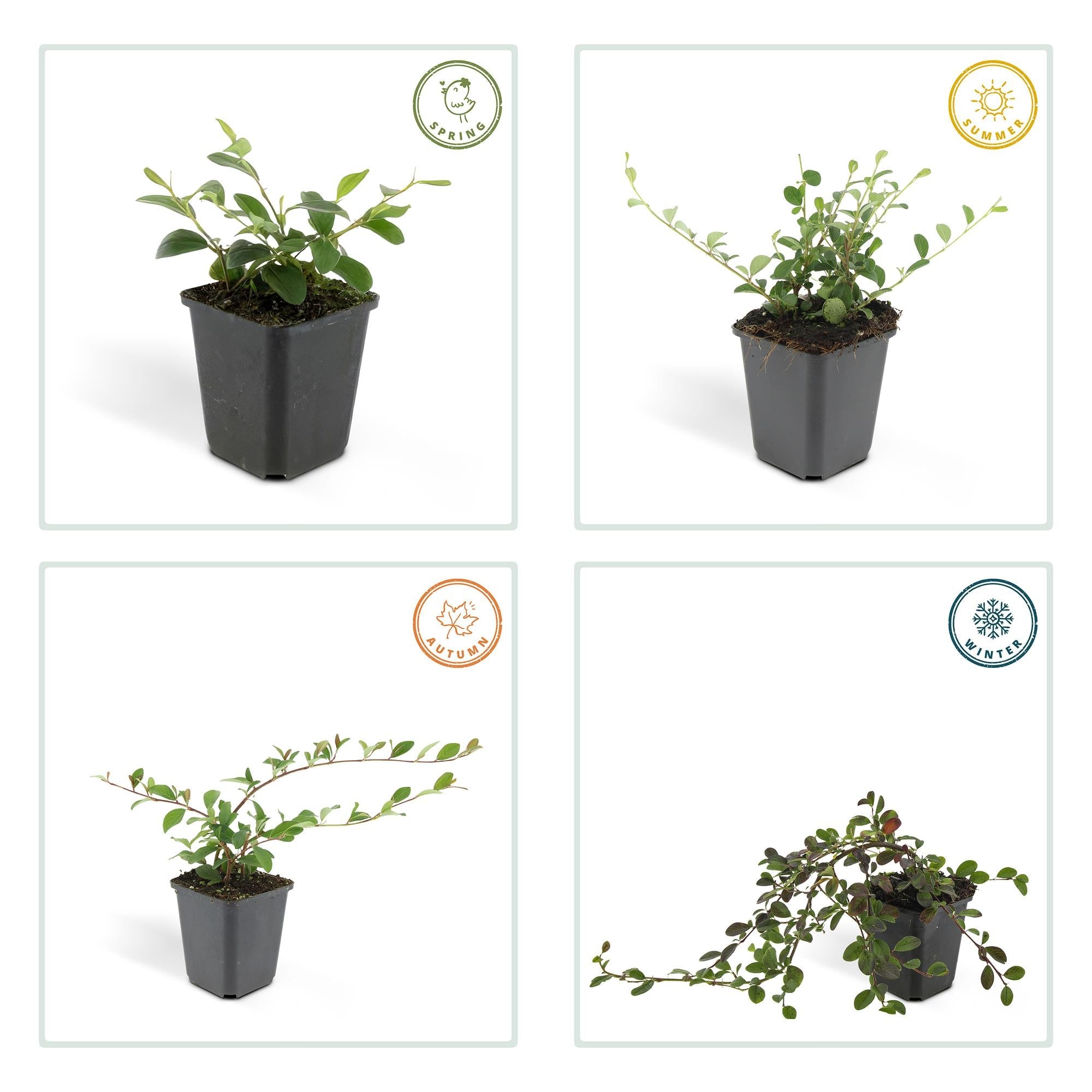 Zwergmispel ‘Major’ – immergrüner Bodendecker, 9 cm Topf, 25 cm Höhe - Green Guardia - Ihr Experte für Schädlinge und Pflanzen